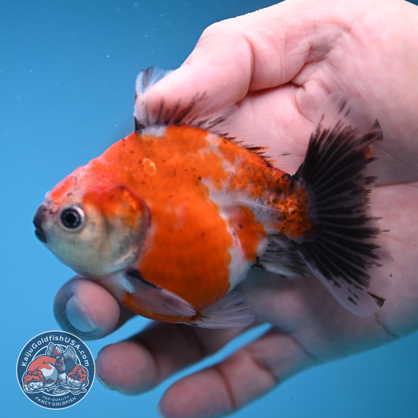 Juvenile Shogun Calico Oranda 3 inch Body (251121_OR21)