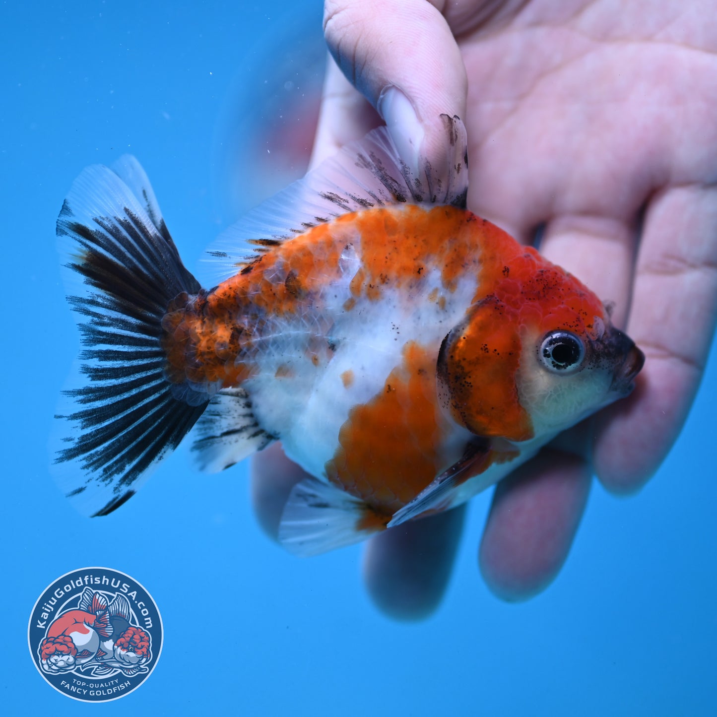 Juvenile Shogun Calico Oranda 3 inch Body (251121_OR21)