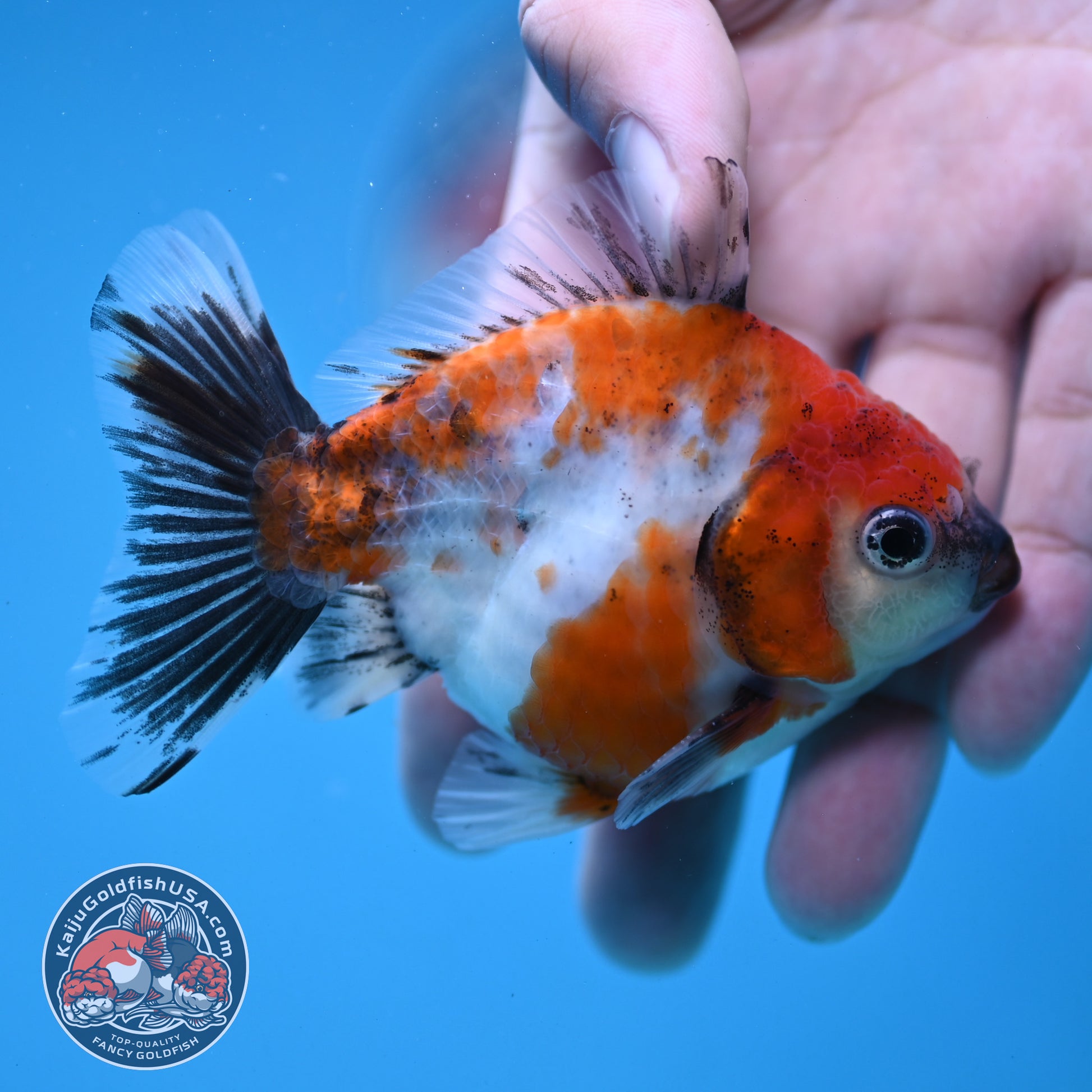 Juvenile Shogun Calico Oranda 3 inch Body (251121_OR21)