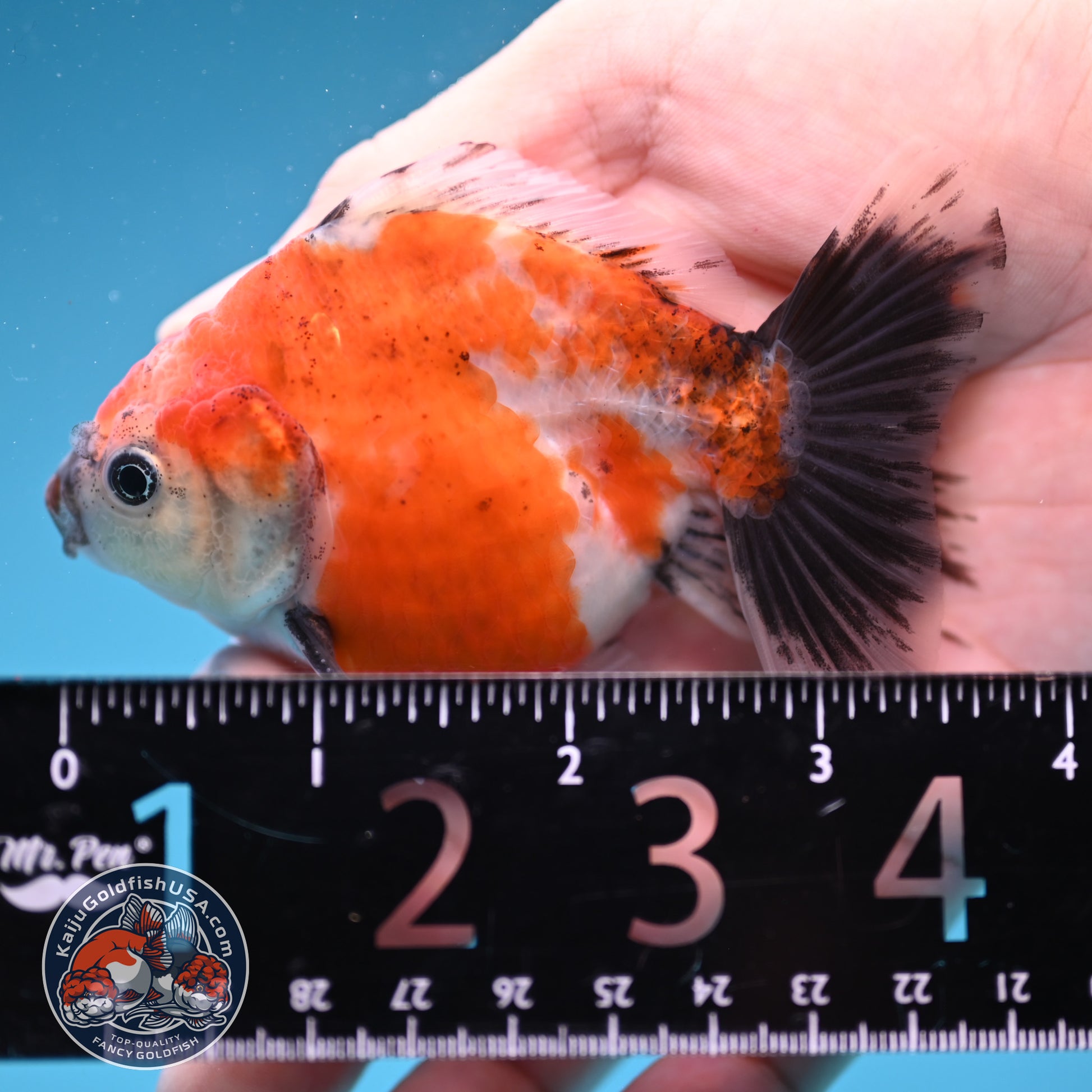 Juvenile Shogun Calico Oranda 3 inch Body (251121_OR21)
