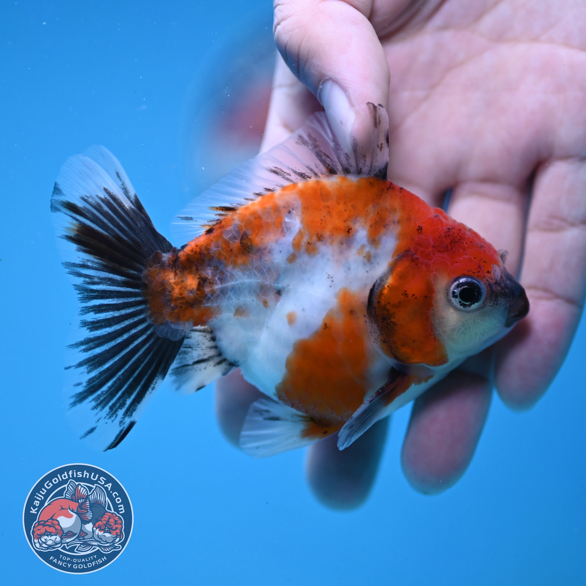 Juvenile Shogun Calico Oranda 3 inch Body (251121_OR21)
