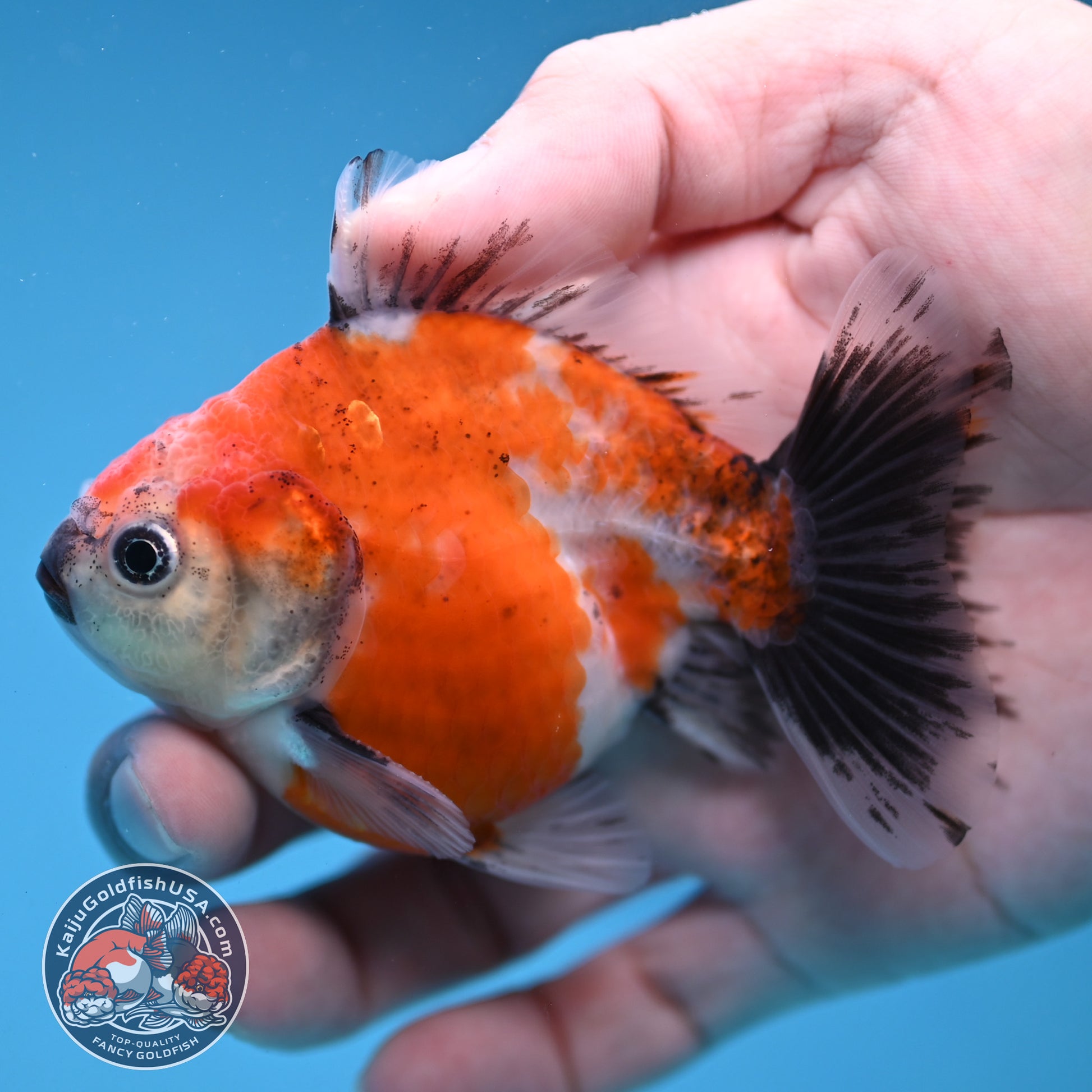Juvenile Shogun Calico Oranda 3 inch Body (251121_OR21)