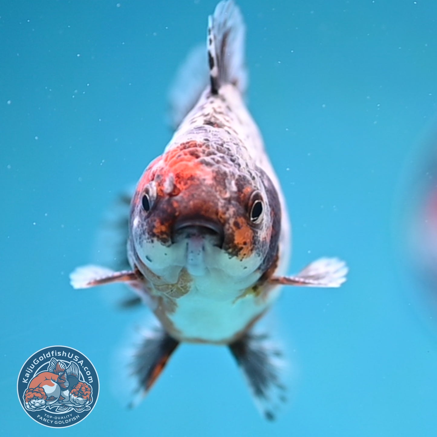 Juvenile Shogun Calico Oranda 3.5 inch Body (251017_OR20)