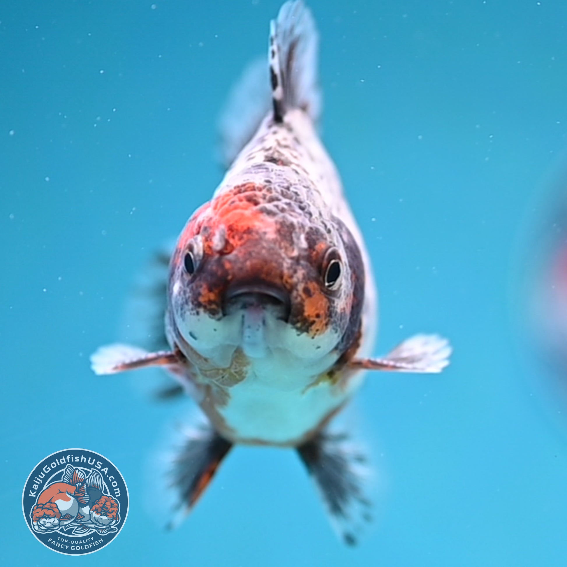 Juvenile Shogun Calico Oranda 3.5 inch Body (251017_OR20)