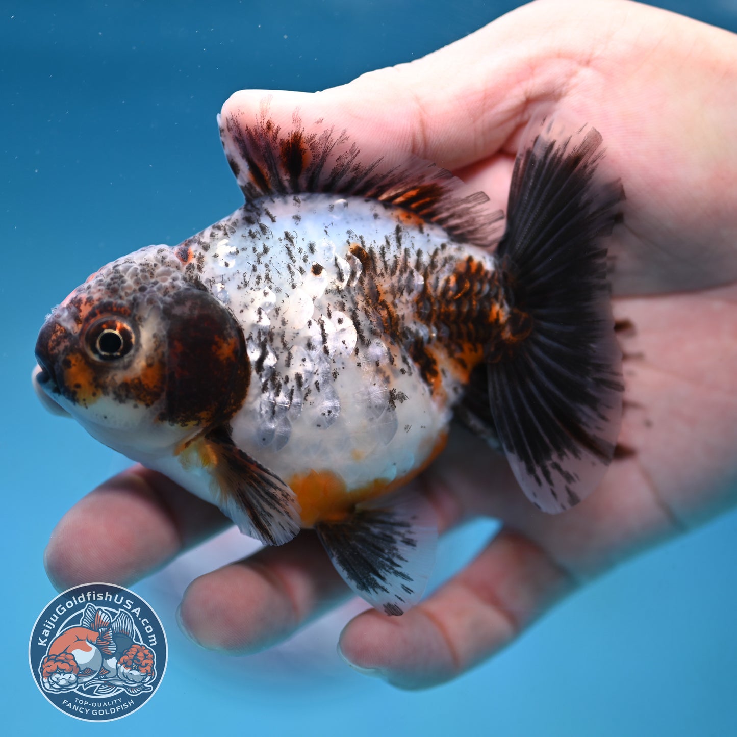 Juvenile Shogun Calico Oranda 3.5 inch Body (251017_OR20)