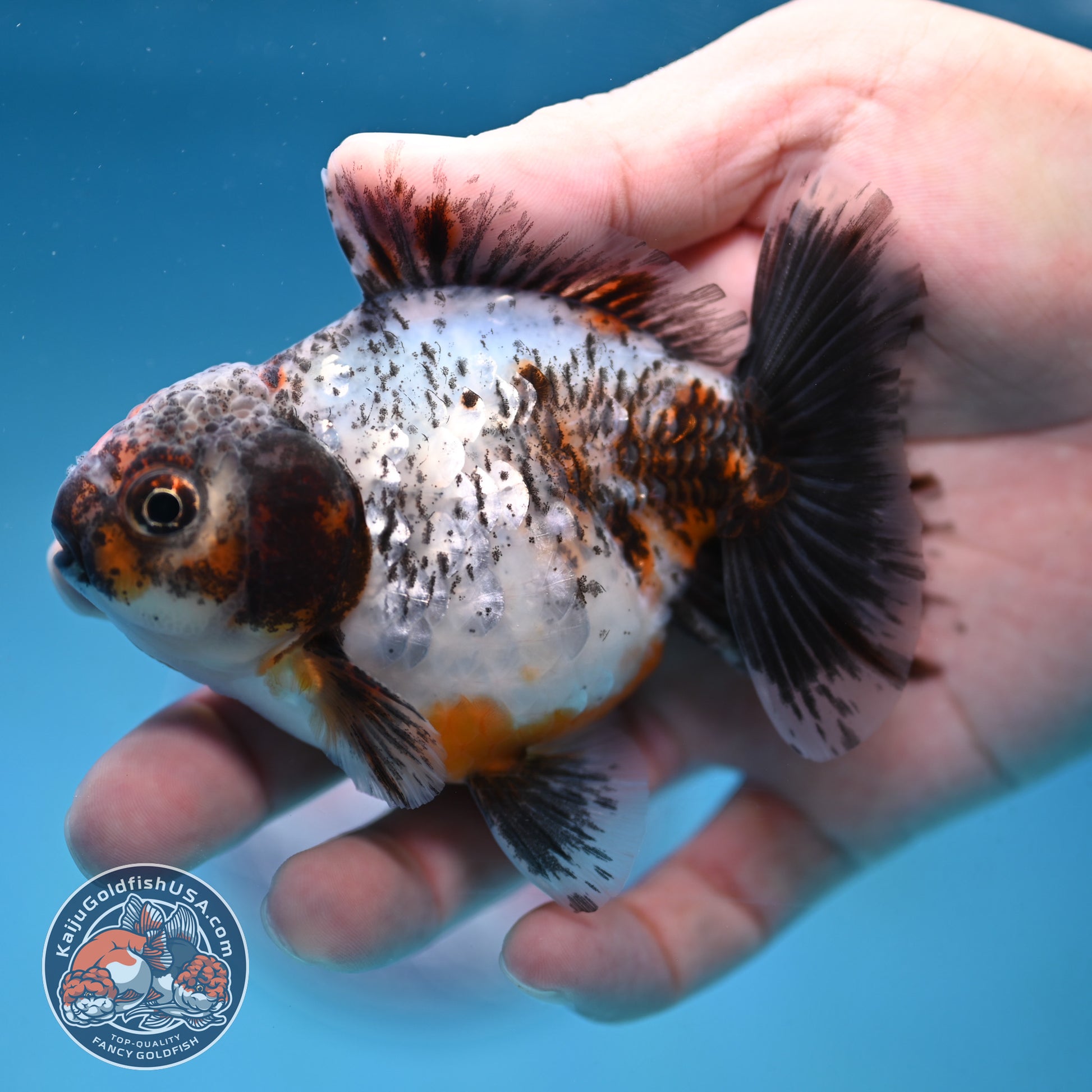 Juvenile Shogun Calico Oranda 3.5 inch Body (251017_OR20)