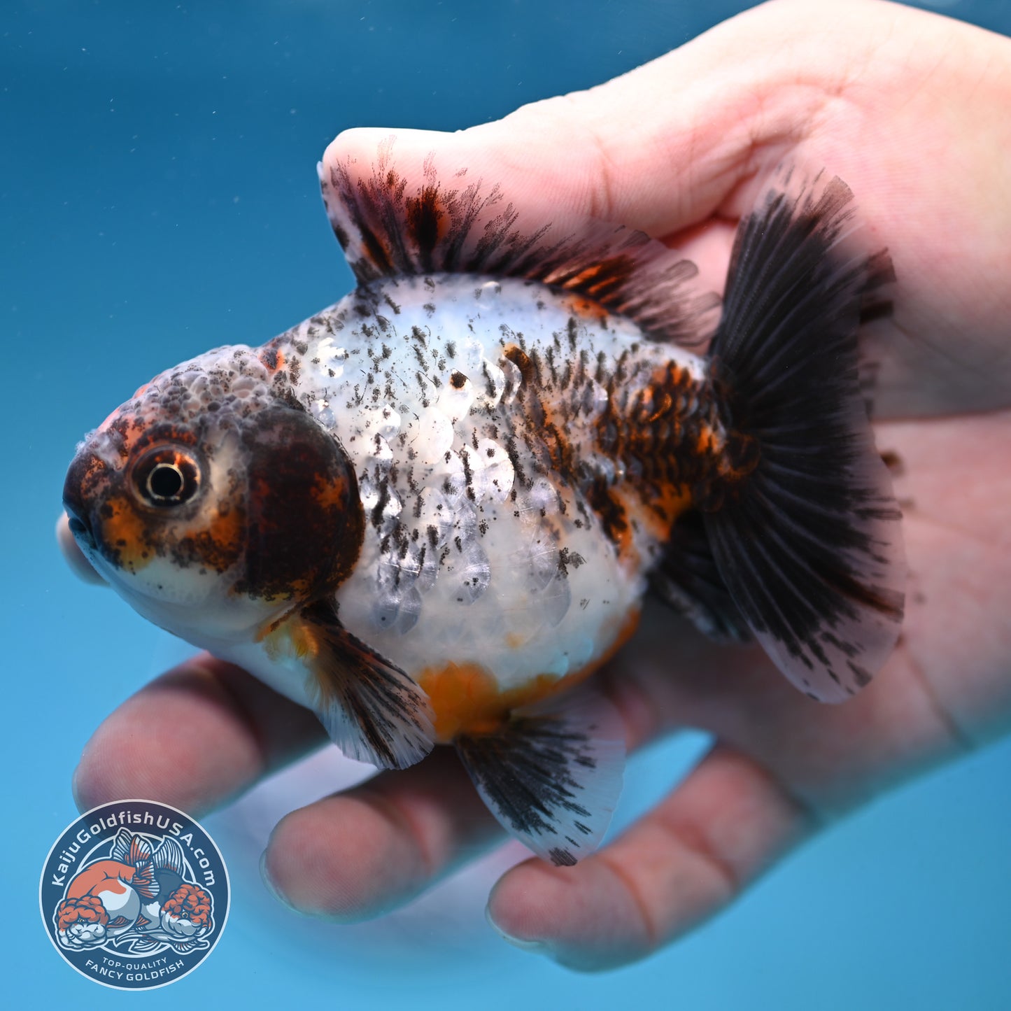 Juvenile Shogun Calico Oranda 3.5 inch Body (251017_OR20)