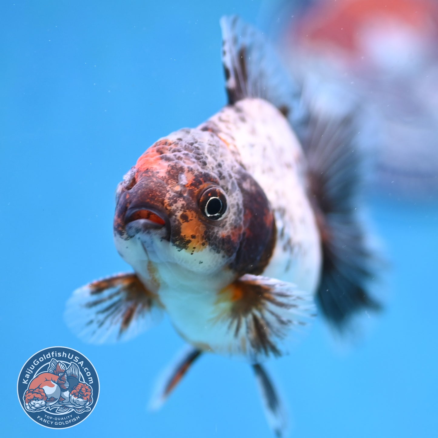 Juvenile Shogun Calico Oranda 3.5 inch Body (251017_OR20)