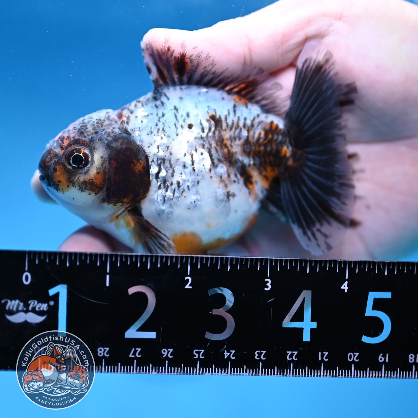 Juvenile Shogun Calico Oranda 3.5 inch Body (251017_OR20)