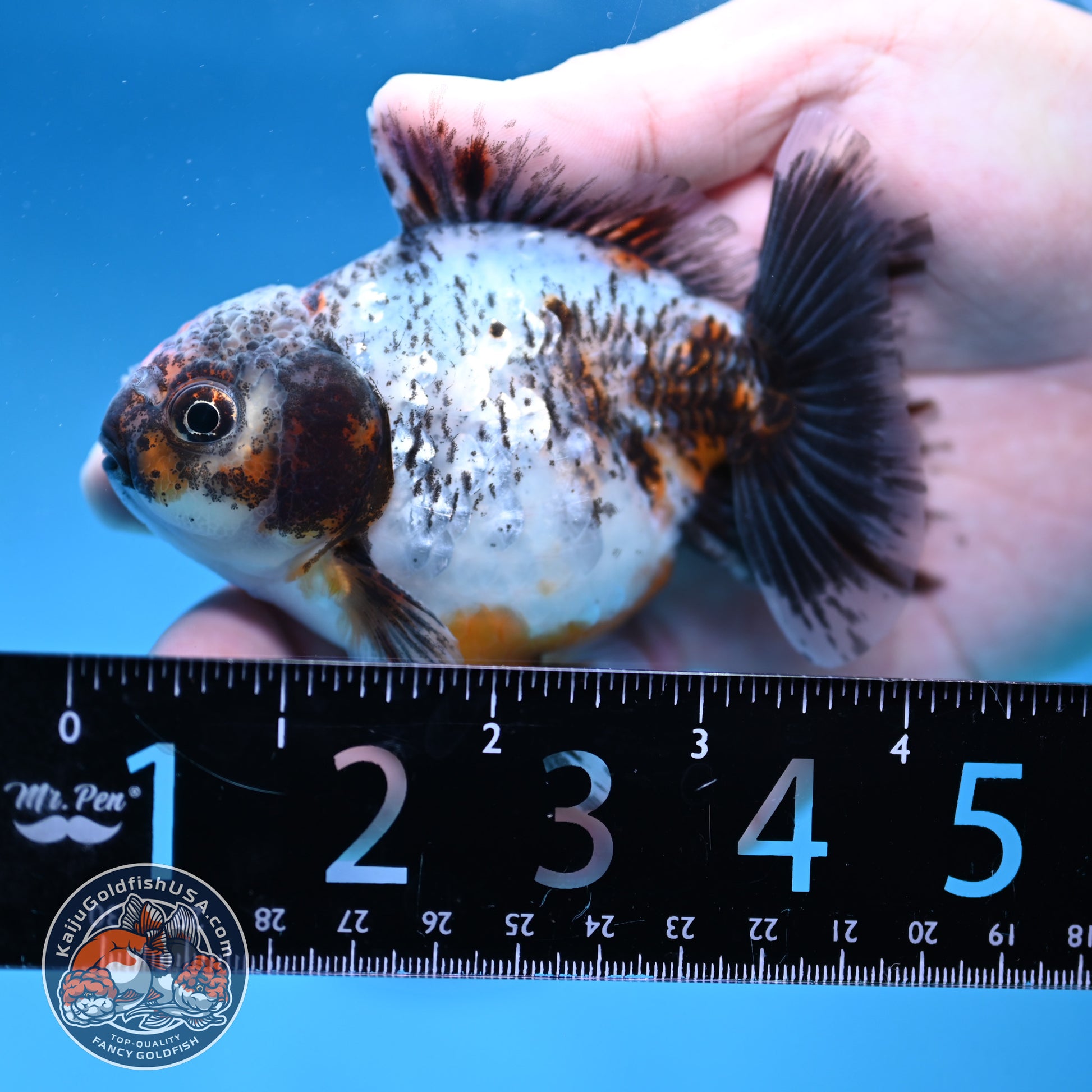 Juvenile Shogun Calico Oranda 3.5 inch Body (251017_OR20)
