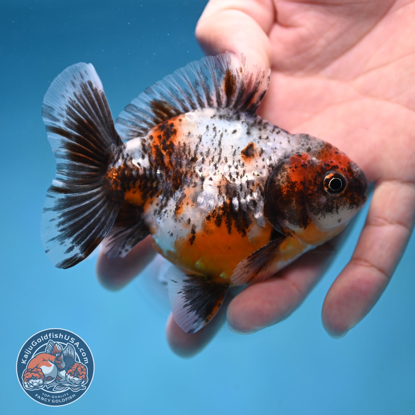 Juvenile Shogun Calico Oranda 3.5 inch Body (251017_OR20)