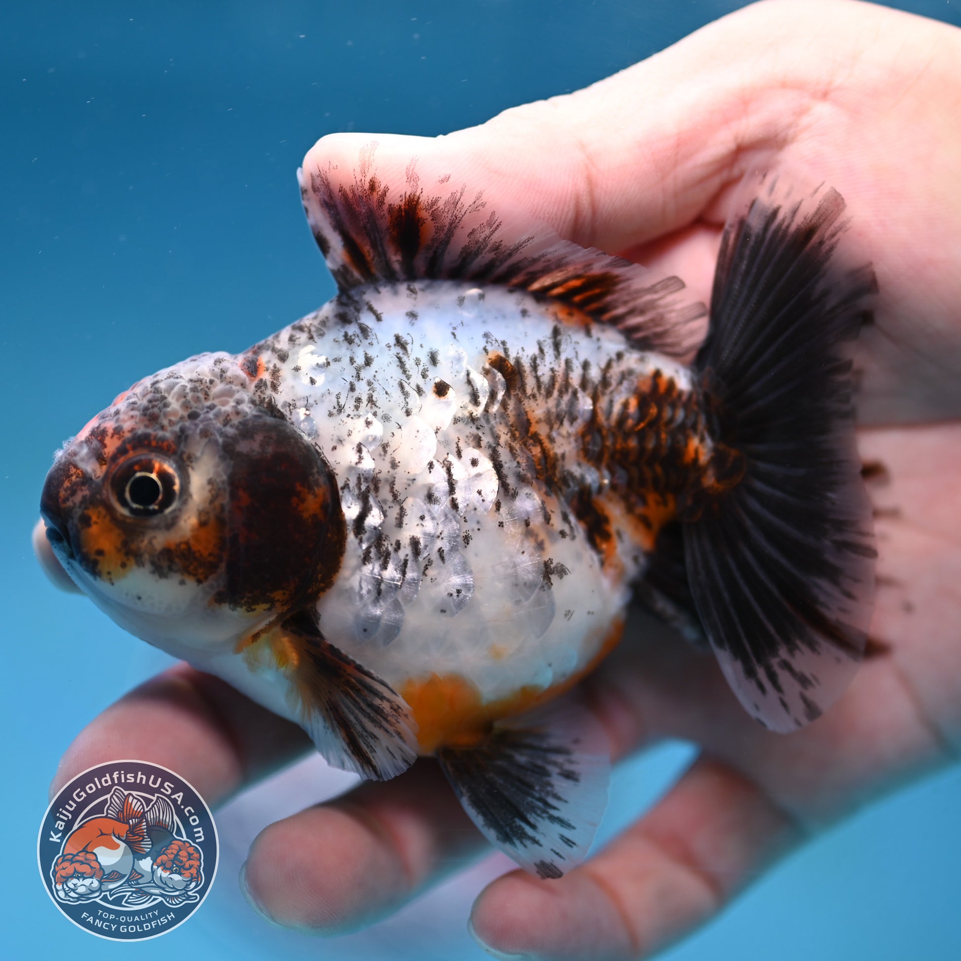 Juvenile Shogun Calico Oranda 3.5 inch Body (251017_OR20)