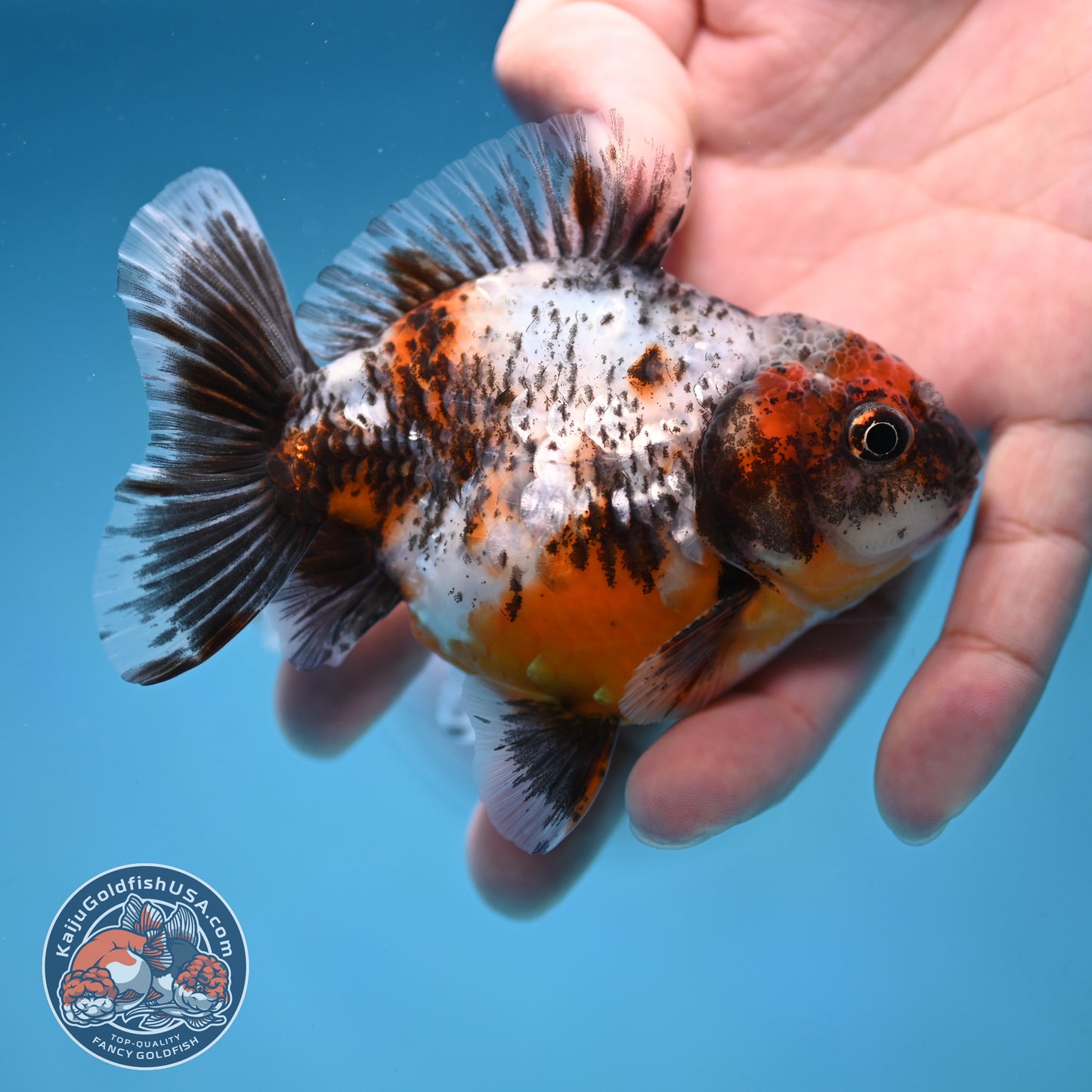 Juvenile Shogun Calico Oranda 3.5 inch Body (251017_OR20)