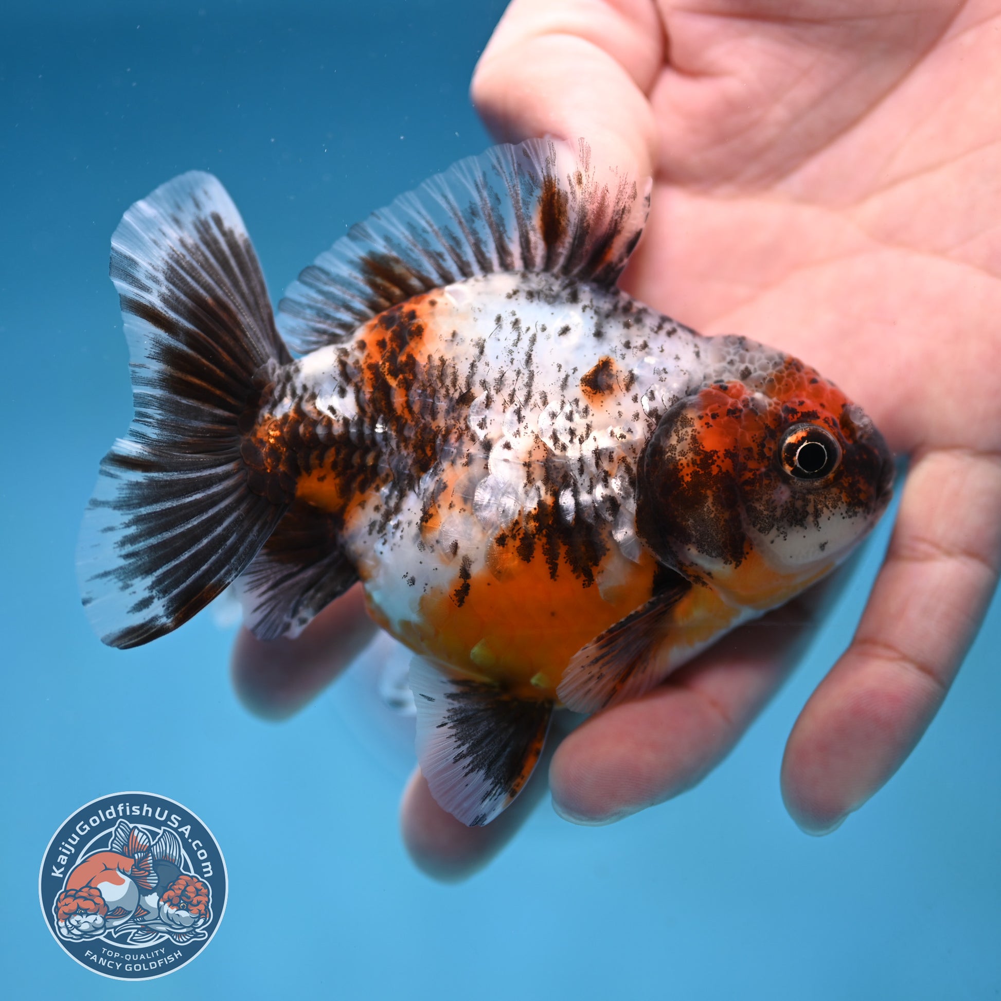 Juvenile Shogun Calico Oranda 3.5 inch Body (251017_OR20)