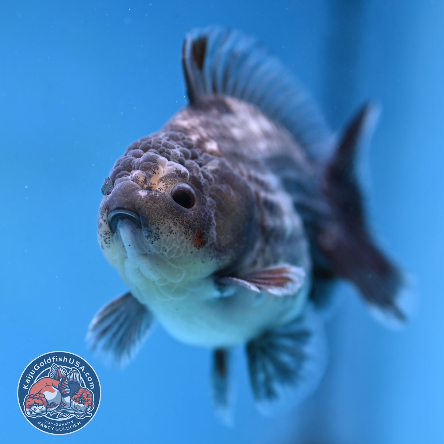Juvenile Shogun Grey Kirin Oranda 3.25 inch Body (251017_OR18)