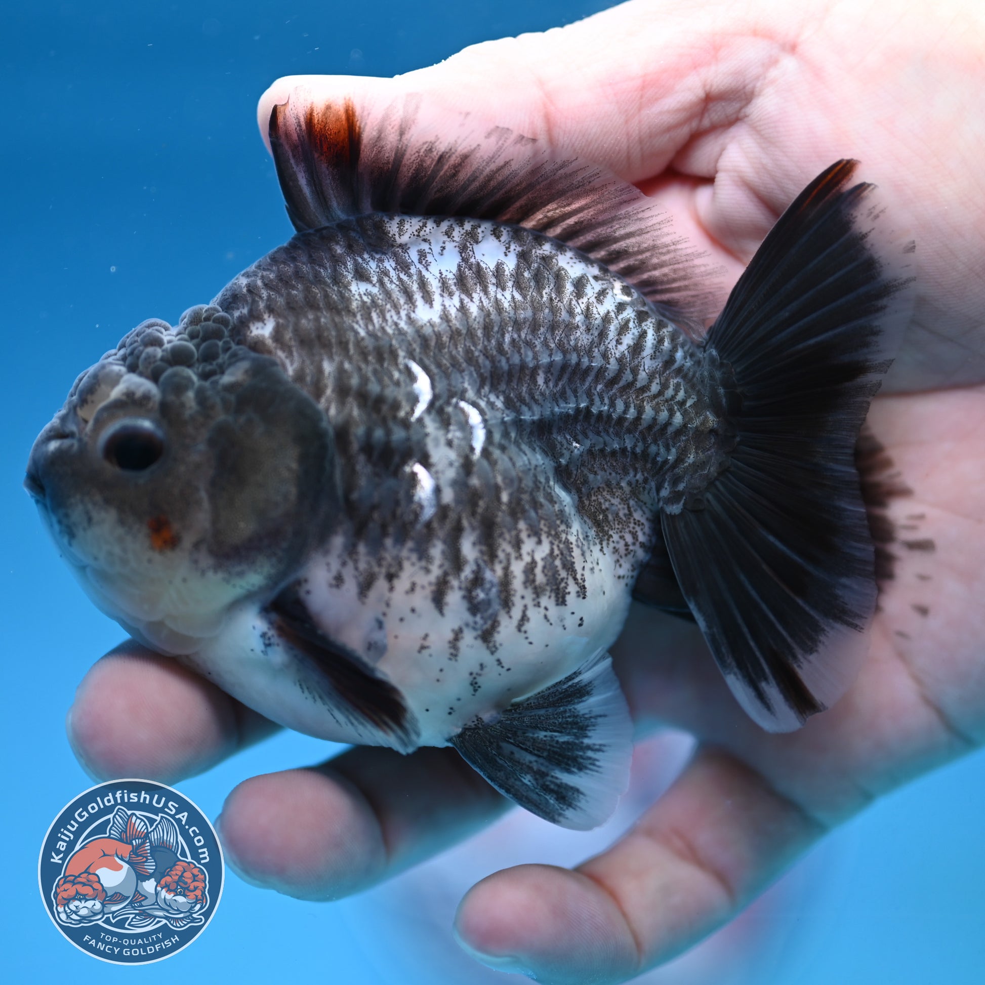Juvenile Shogun Grey Kirin Oranda 3.25 inch Body (251017_OR18)