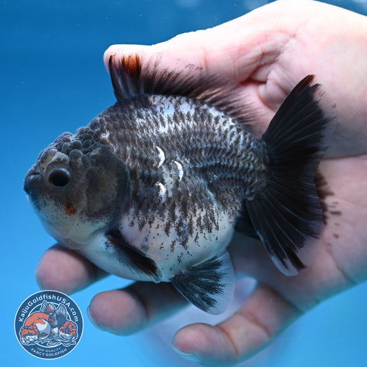 Juvenile Shogun Grey Kirin Oranda 3.25 inch Body (251017_OR18)