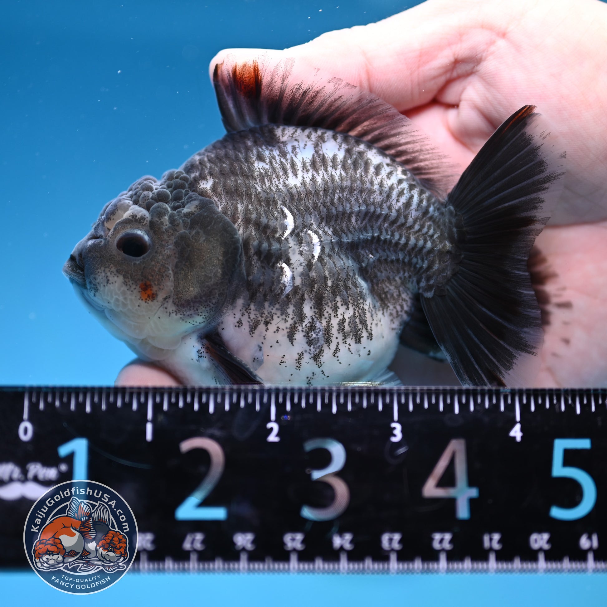Juvenile Shogun Grey Kirin Oranda 3.25 inch Body (251017_OR18)