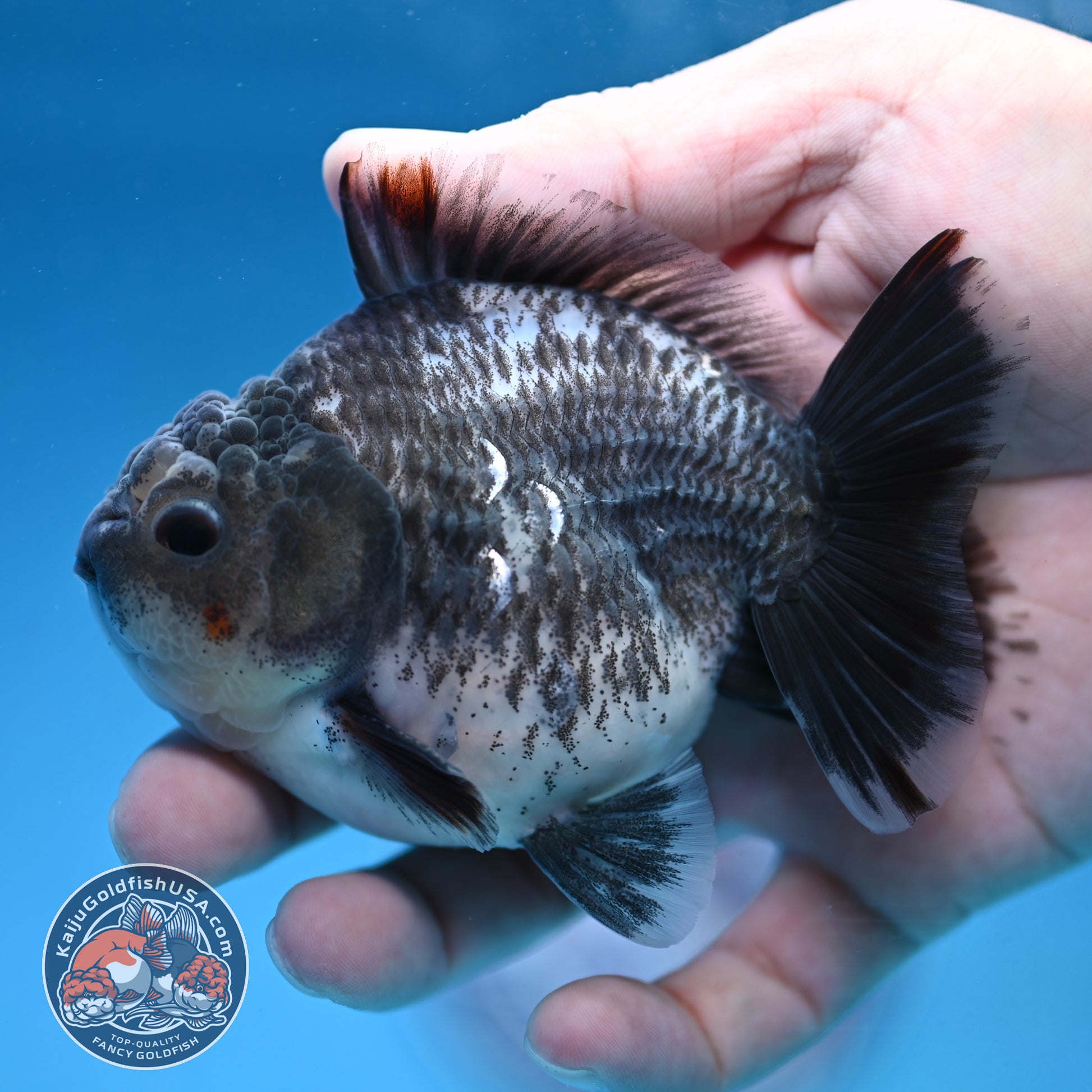 Juvenile Shogun Grey Kirin Oranda 3.25 inch Body (251017_OR18)