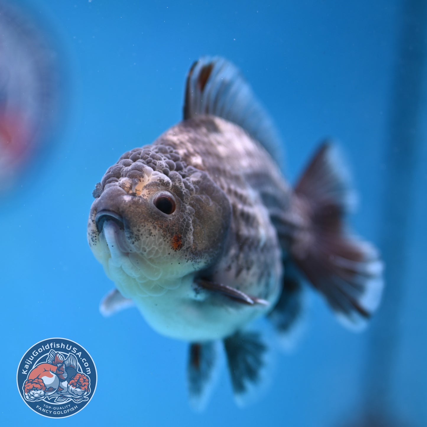 Juvenile Shogun Grey Kirin Oranda 3.25 inch Body (251017_OR18)