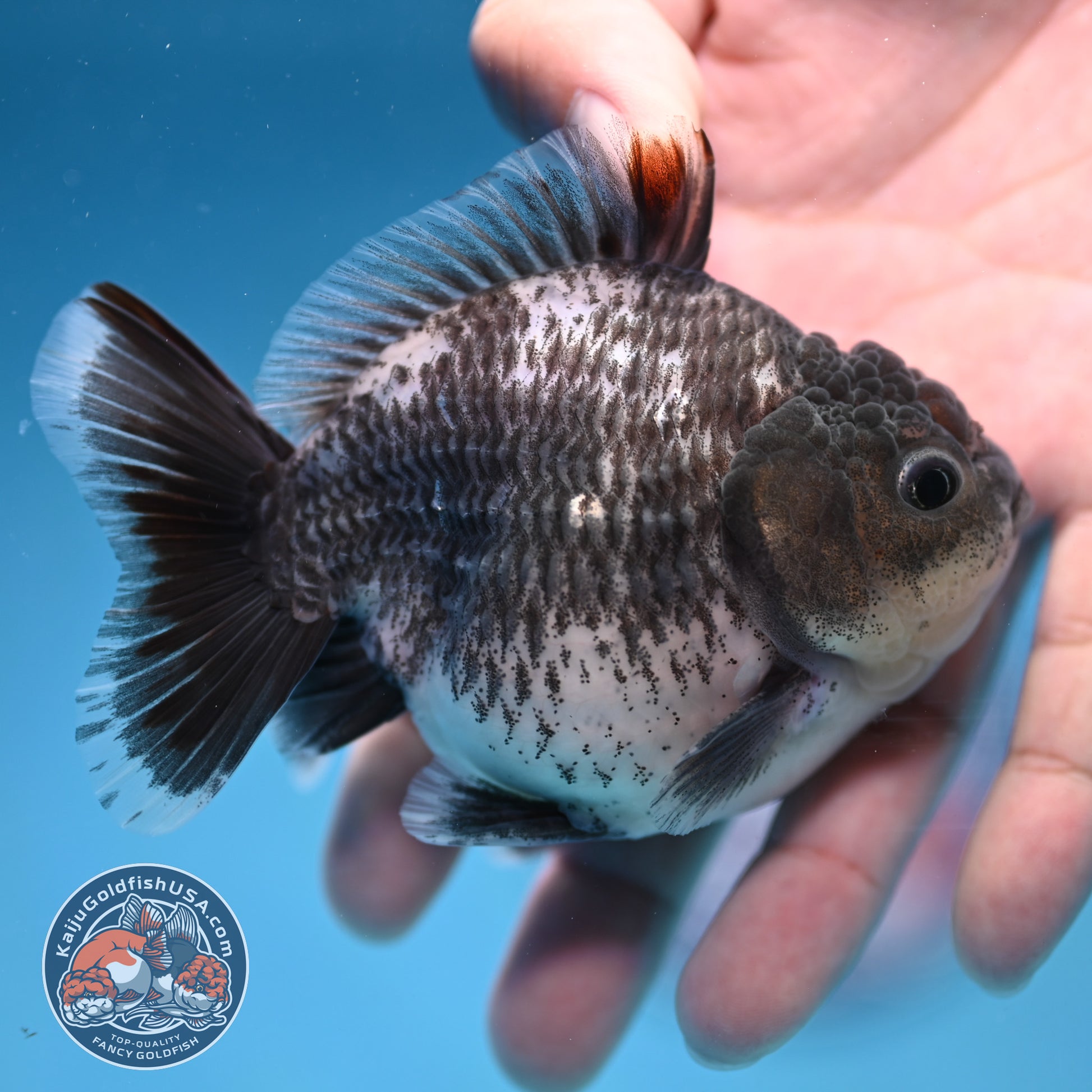 Juvenile Shogun Grey Kirin Oranda 3.25 inch Body (251017_OR18)