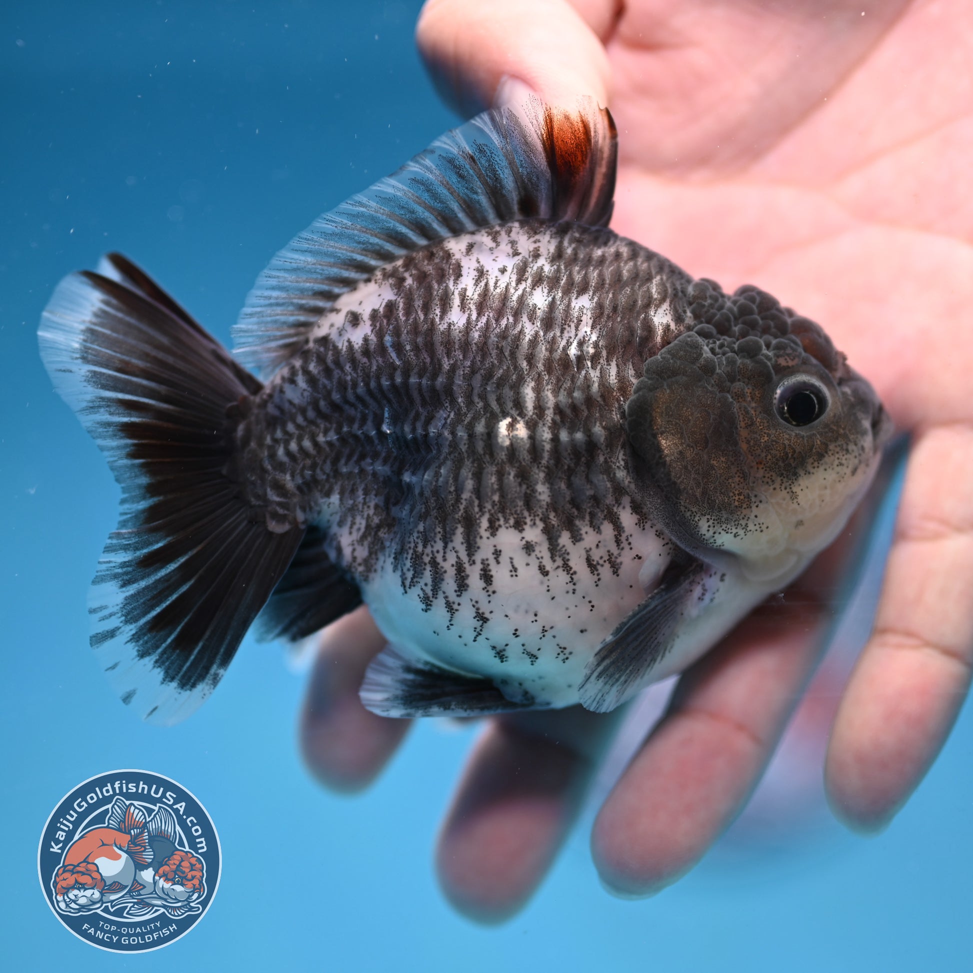 Juvenile Shogun Grey Kirin Oranda 3.25 inch Body (251017_OR18)