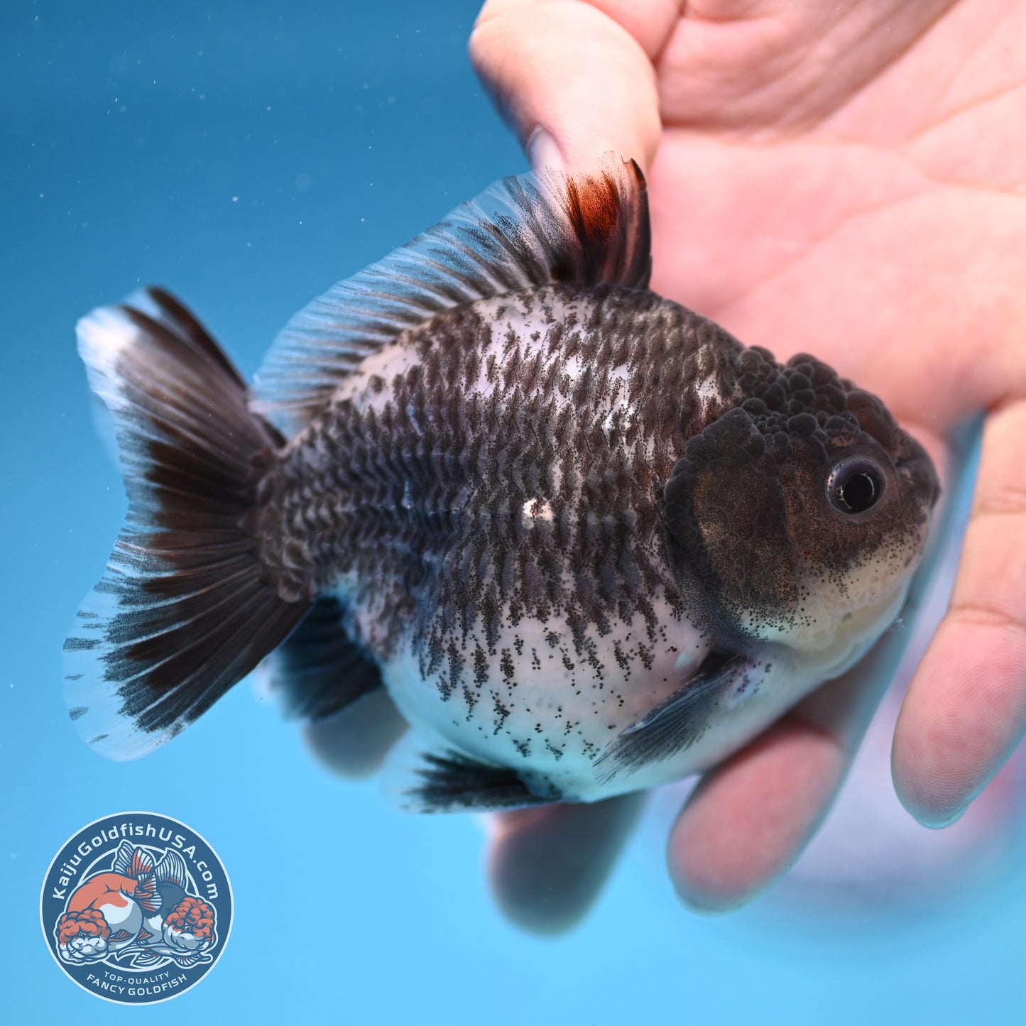 Juvenile Shogun Grey Kirin Oranda 3.25 inch Body (251017_OR18)