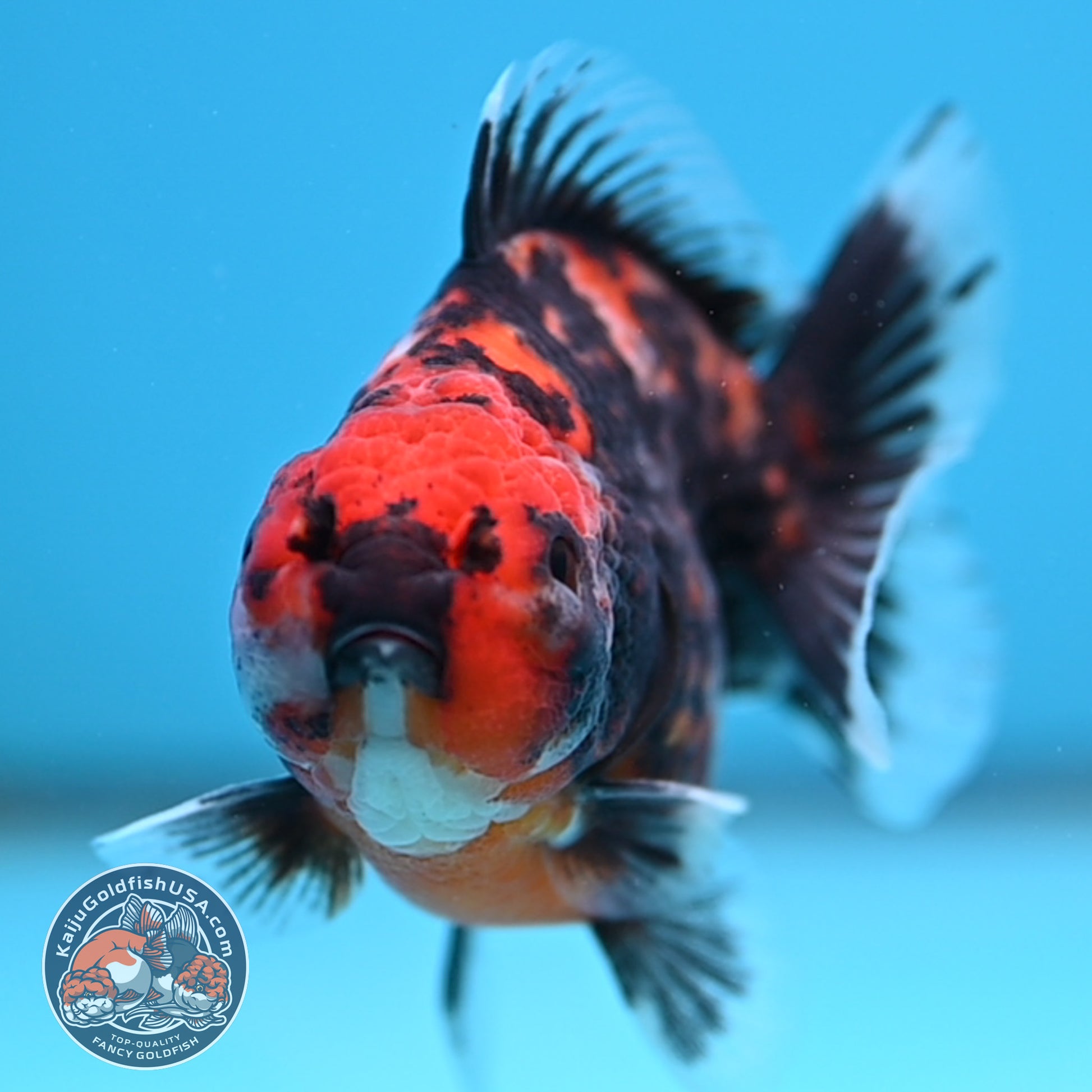 Juvenile Shogun Heavy Ink Tiger Oranda 3.25 inch Body (251017_OR14)