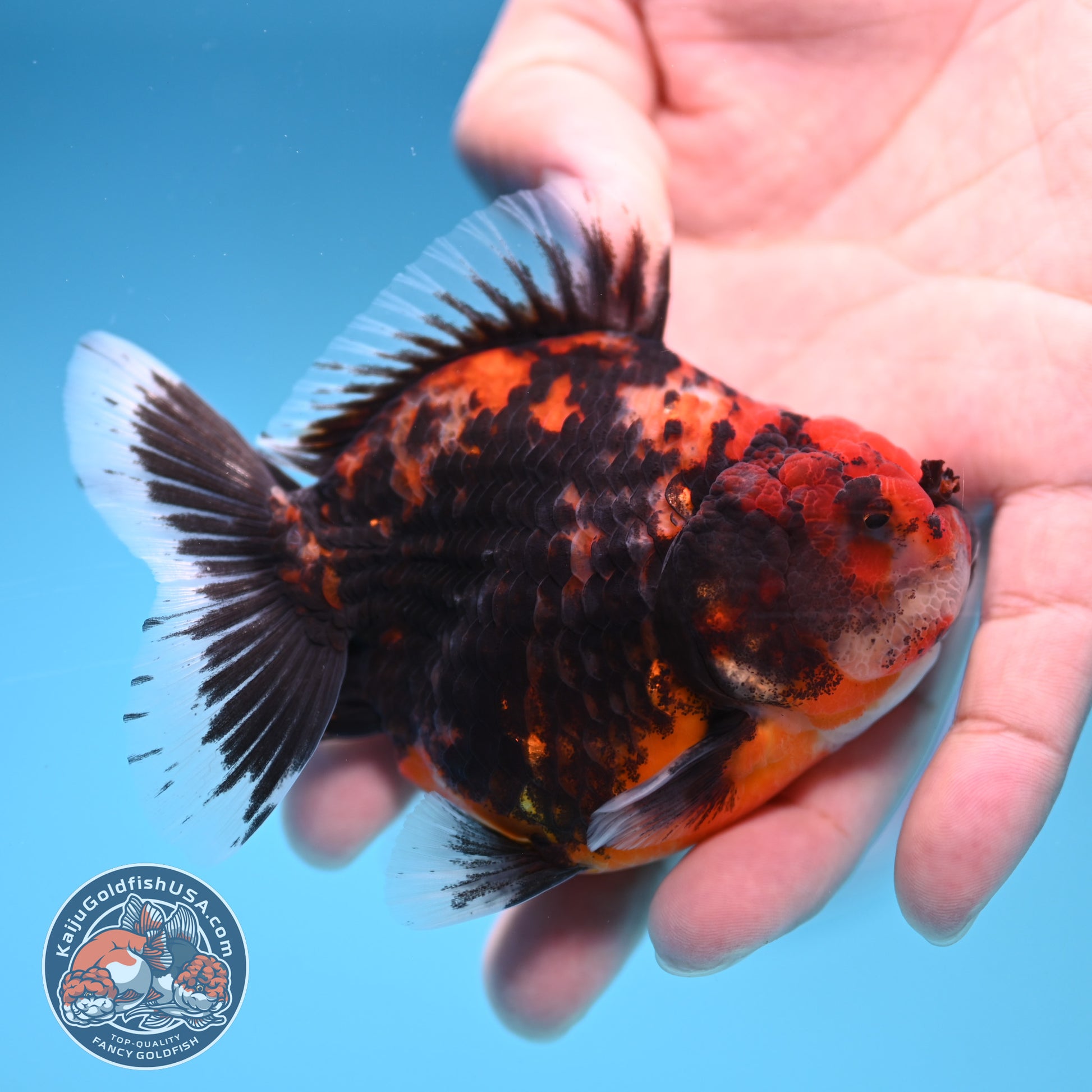 Juvenile Shogun Heavy Ink Tiger Oranda 3.25 inch Body (251017_OR14)