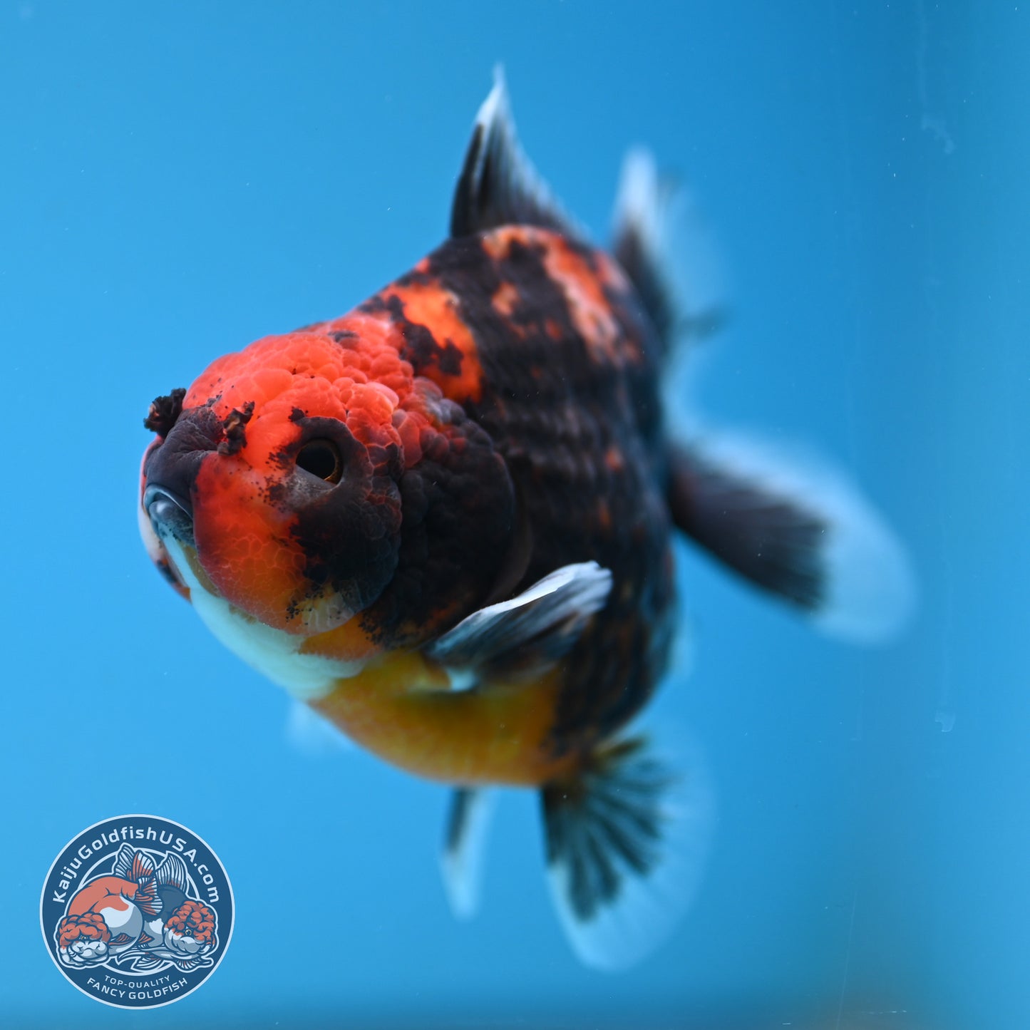 Juvenile Shogun Heavy Ink Tiger Oranda 3.25 inch Body (251017_OR14)