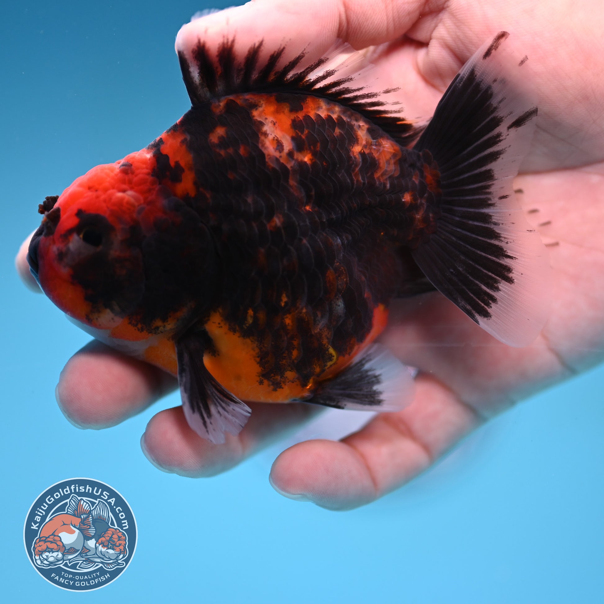 Juvenile Shogun Heavy Ink Tiger Oranda 3.25 inch Body (251017_OR14)