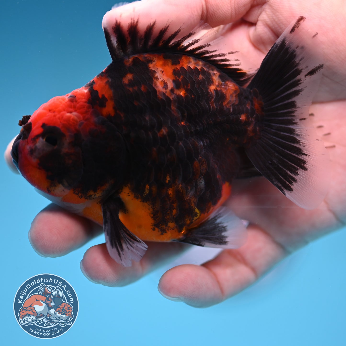 Juvenile Shogun Heavy Ink Tiger Oranda 3.25 inch Body (251017_OR14)