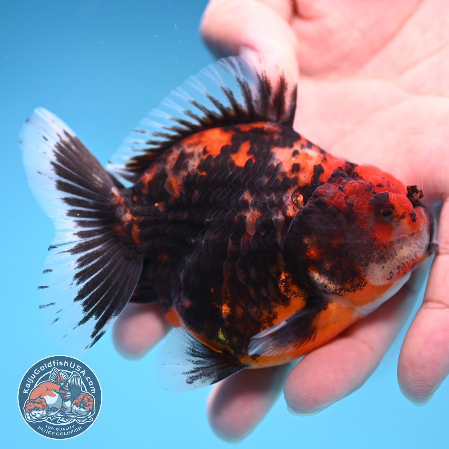 Juvenile Shogun Heavy Ink Tiger Oranda 3.25 inch Body (251017_OR14)
