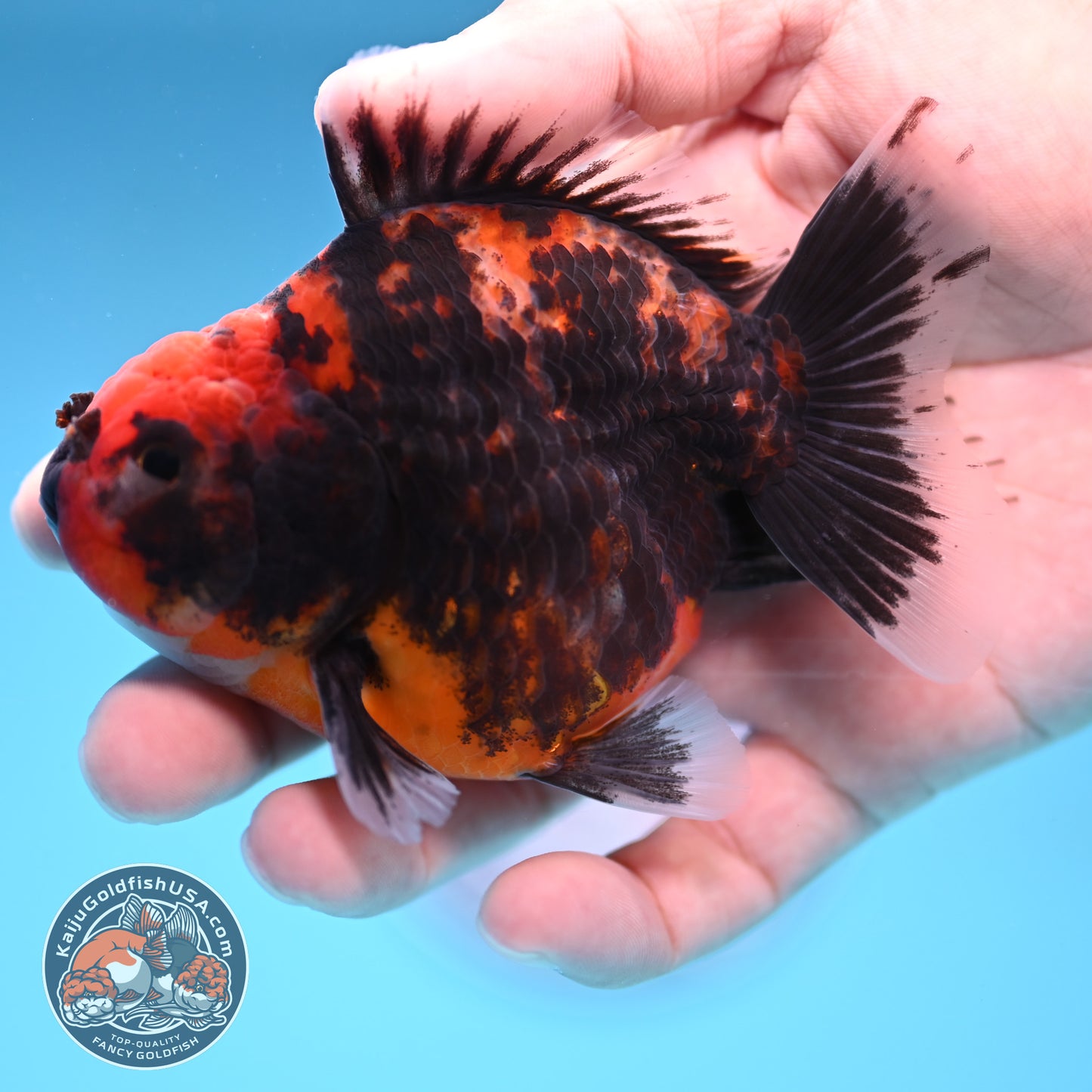 Juvenile Shogun Heavy Ink Tiger Oranda 3.25 inch Body (251017_OR14)