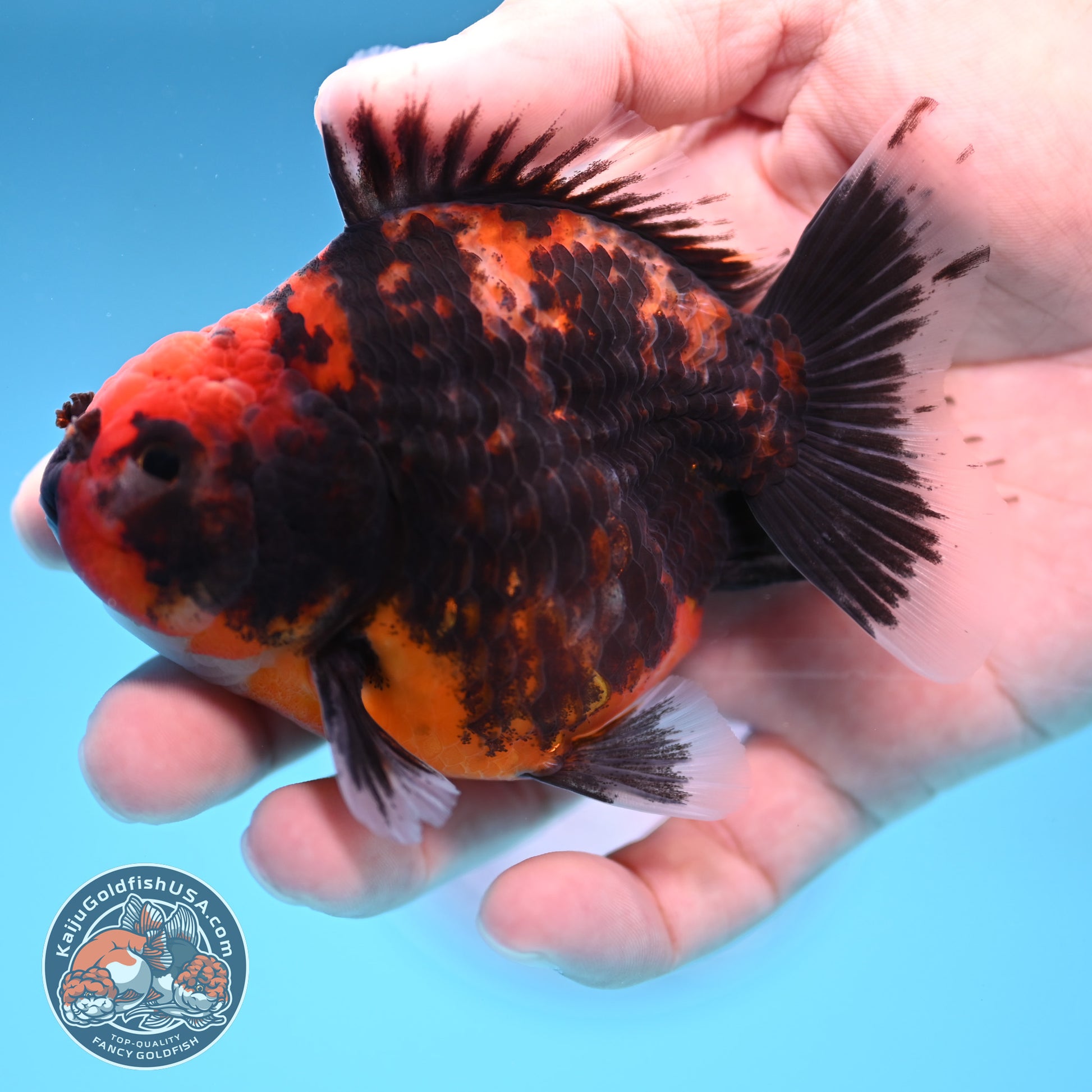Juvenile Shogun Heavy Ink Tiger Oranda 3.25 inch Body (251017_OR14)