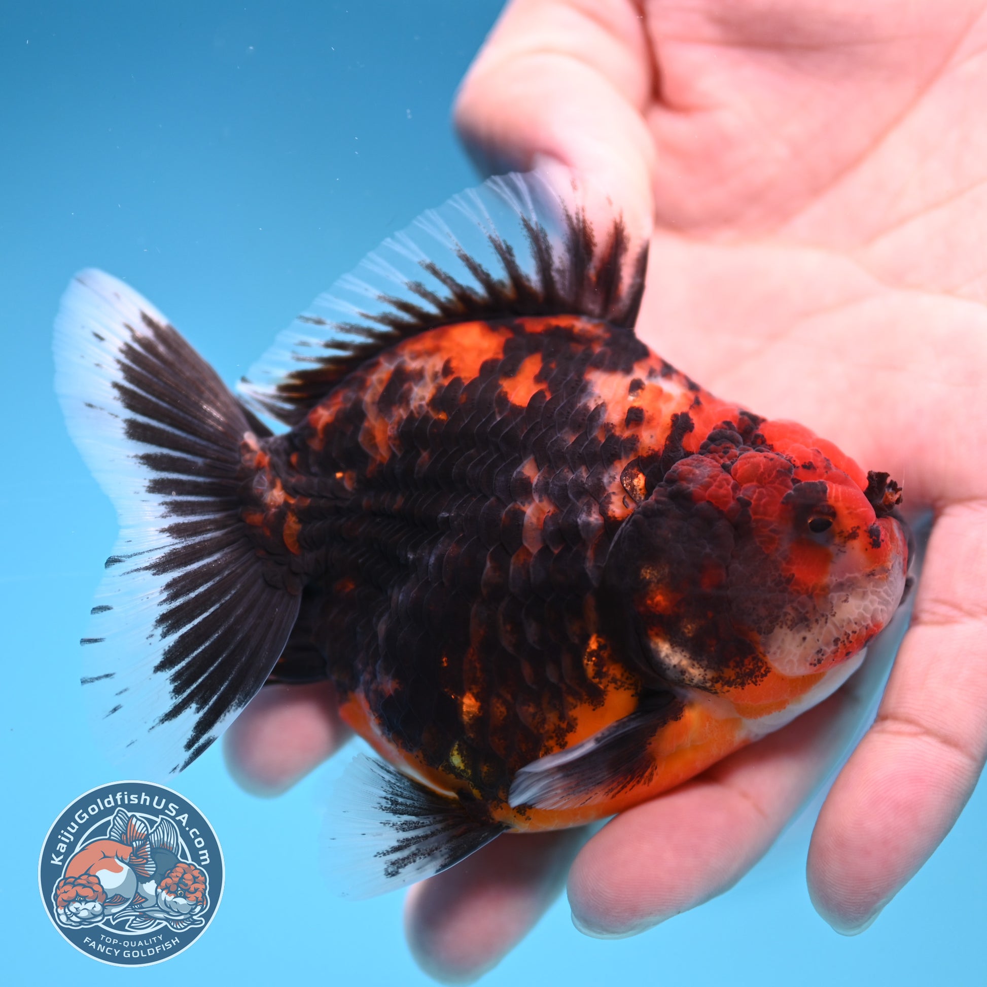 Juvenile Shogun Heavy Ink Tiger Oranda 3.25 inch Body (251017_OR14)