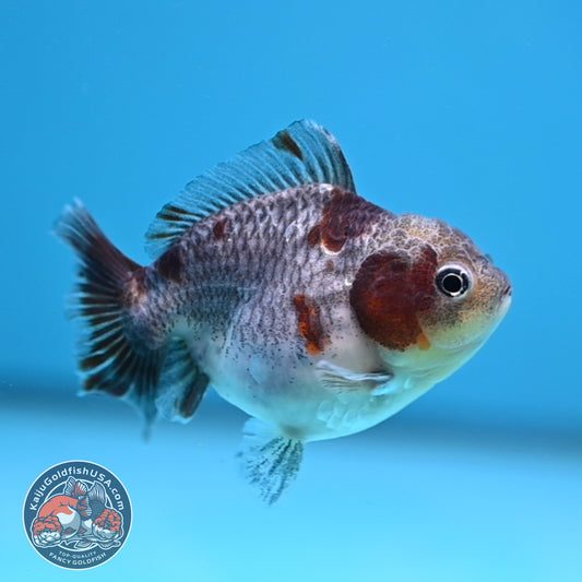 Juvenile Shogun Kirin Oranda 2.8 inch Body (251121_OR25)