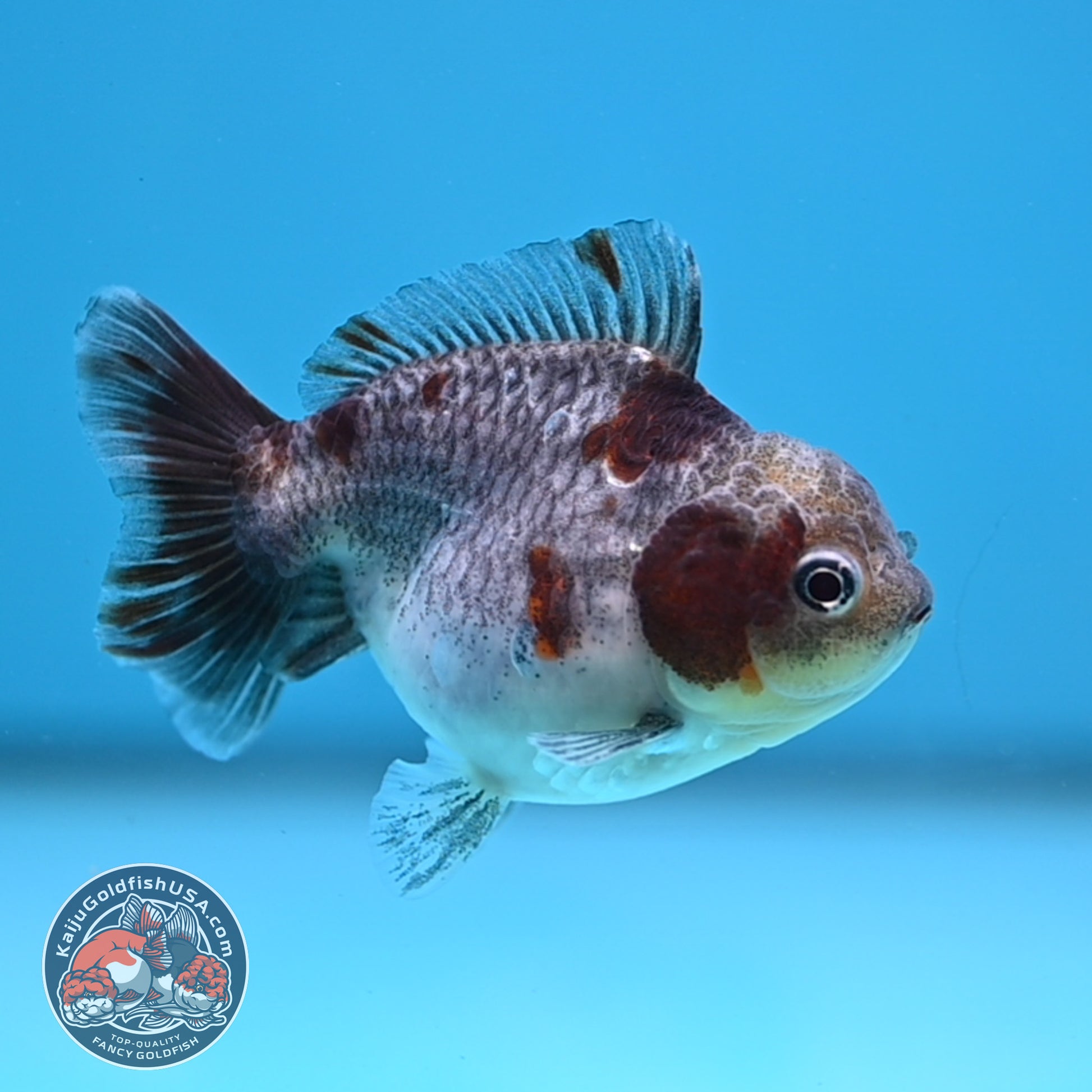Juvenile Shogun Kirin Oranda 2.8 inch Body (251121_OR25)