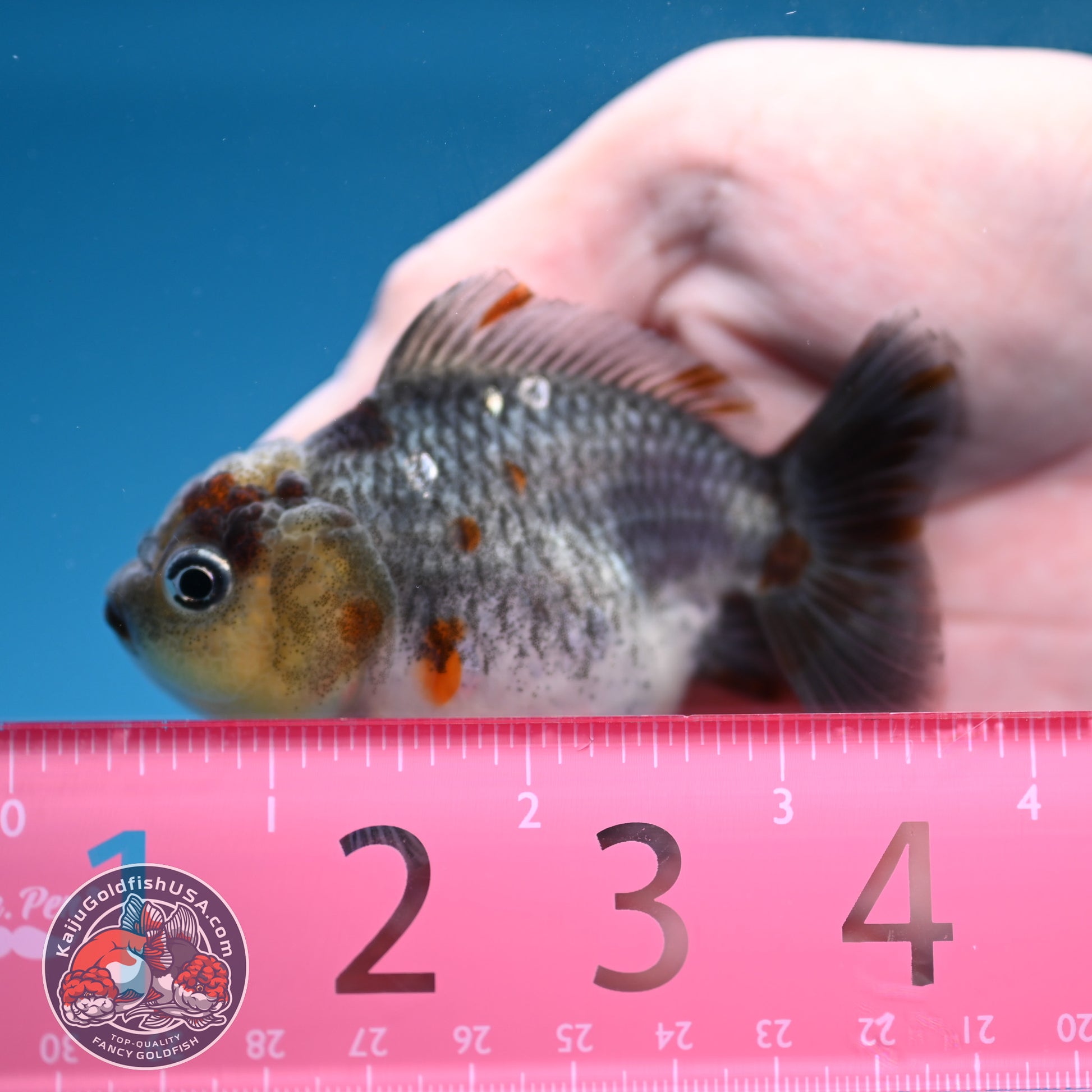 Juvenile Shogun Kirin Oranda 2.8 inch Body (251121_OR25)