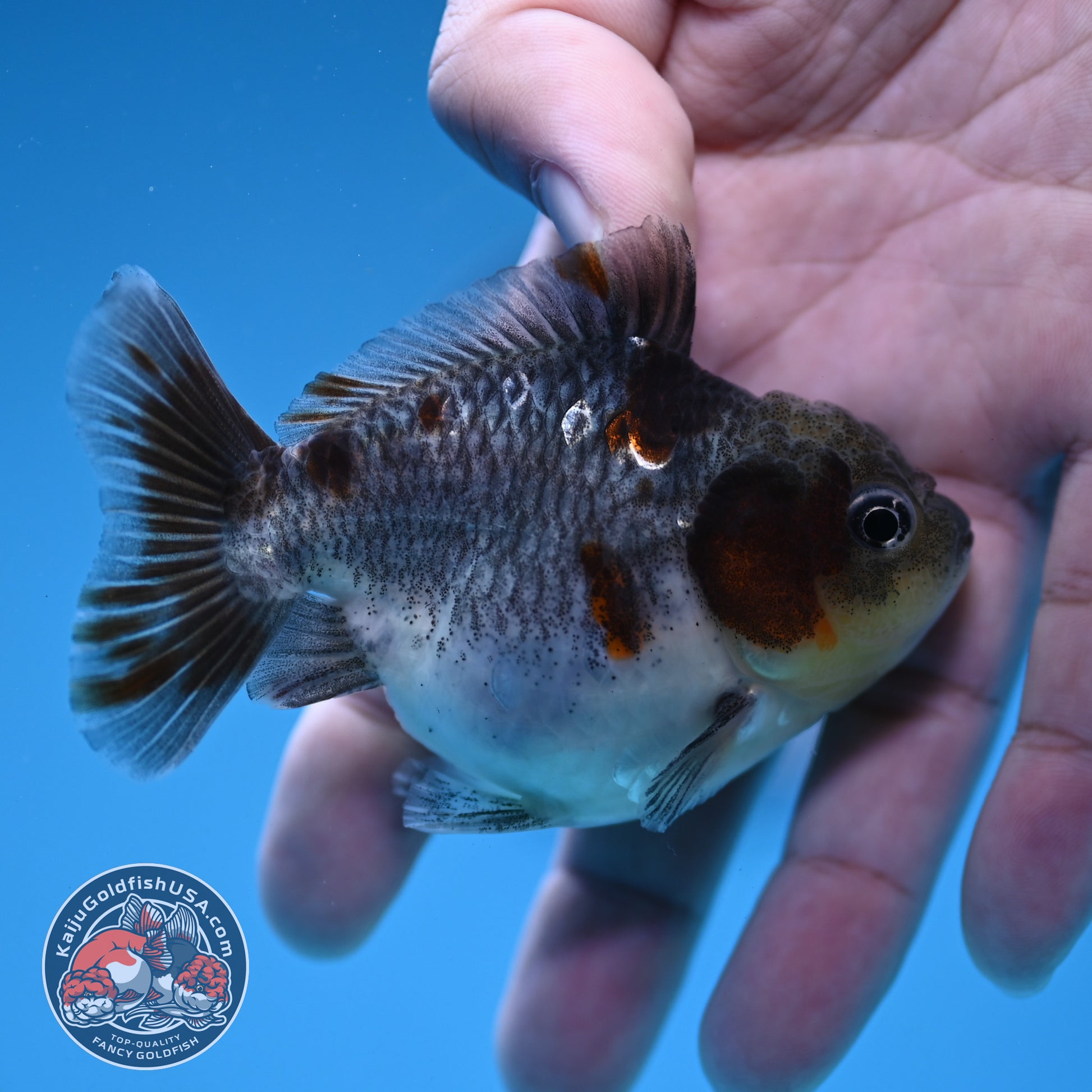 Juvenile Shogun Kirin Oranda 2.8 inch Body (251121_OR25)