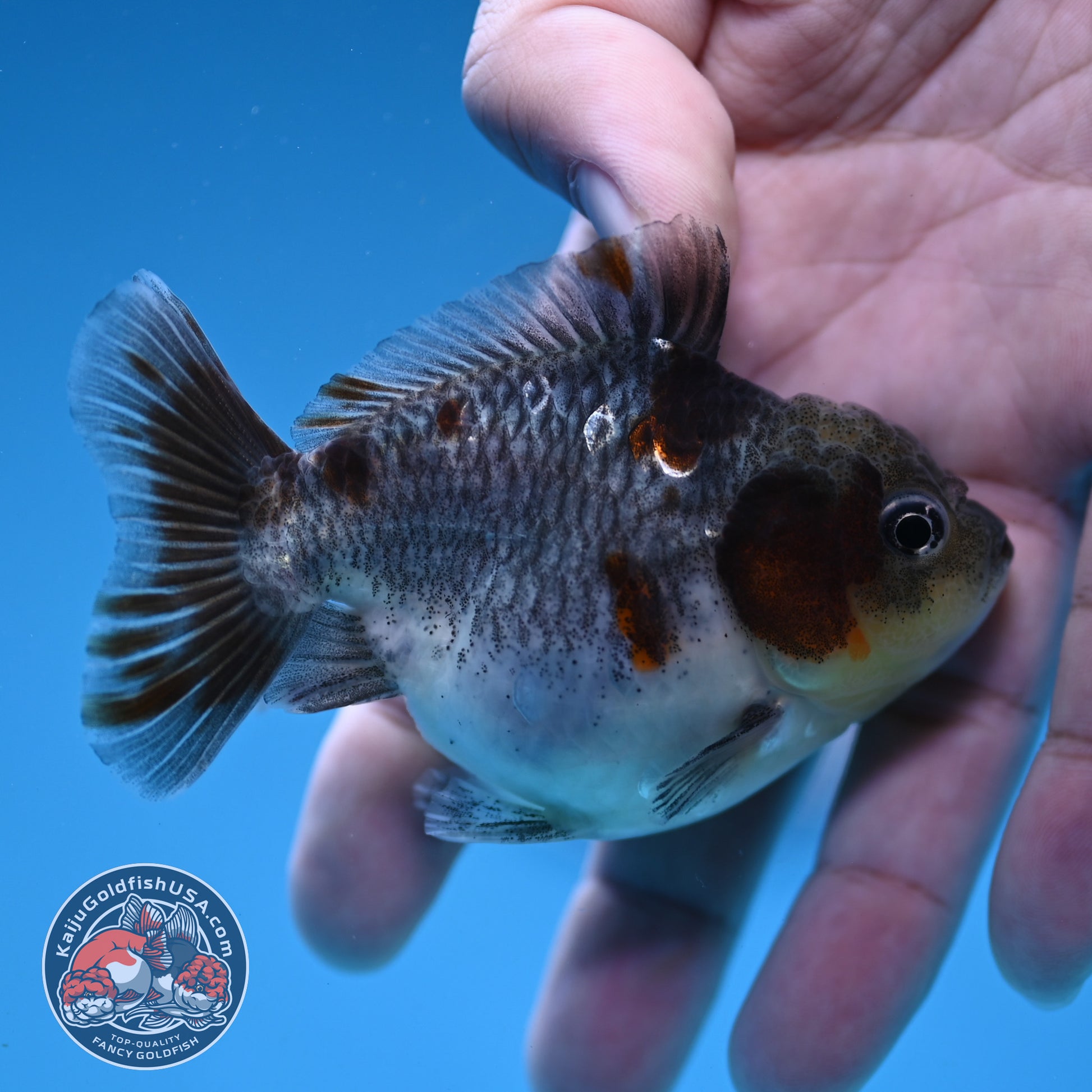 Juvenile Shogun Kirin Oranda 2.8 inch Body (251121_OR25)