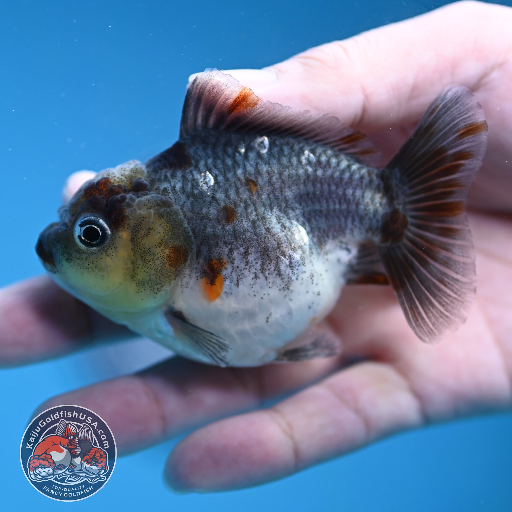 Juvenile Shogun Kirin Oranda 2.8 inch Body (251121_OR25)
