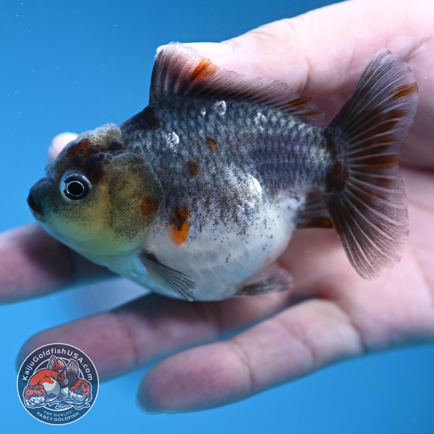 Juvenile Shogun Kirin Oranda 2.8 inch Body (251121_OR25)