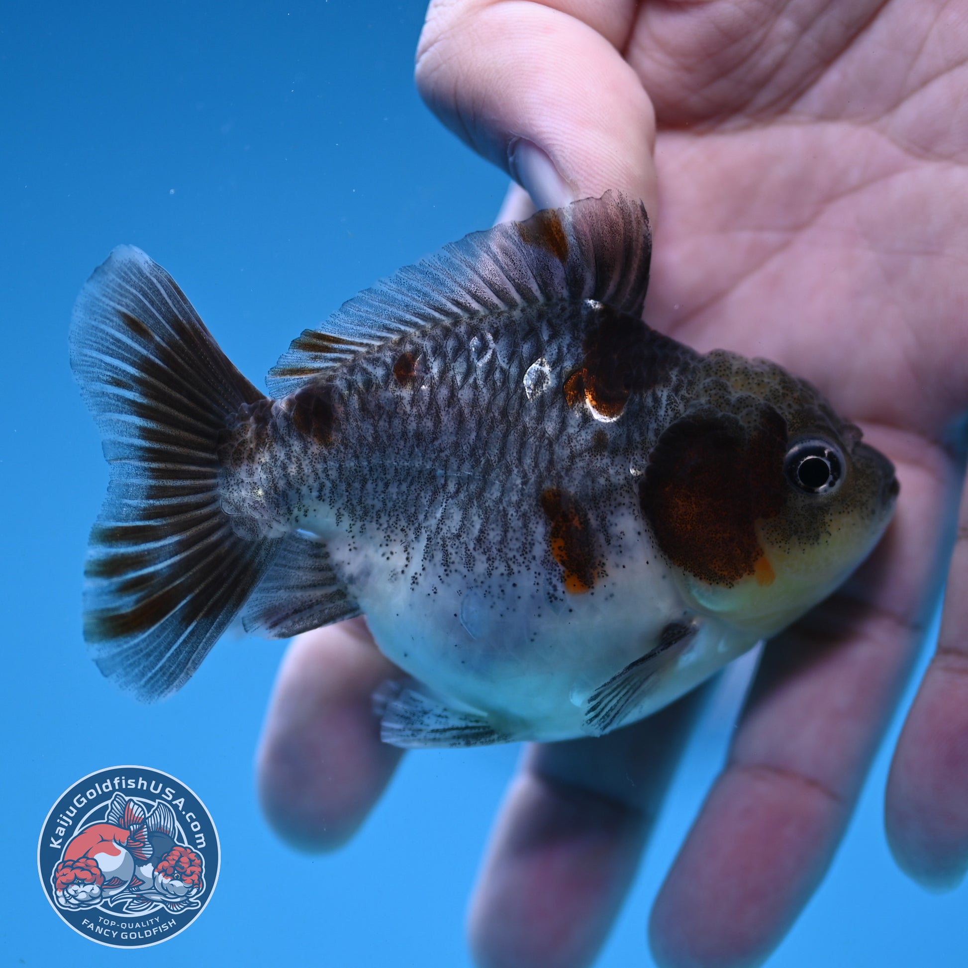 Juvenile Shogun Kirin Oranda 2.8 inch Body (251121_OR25)