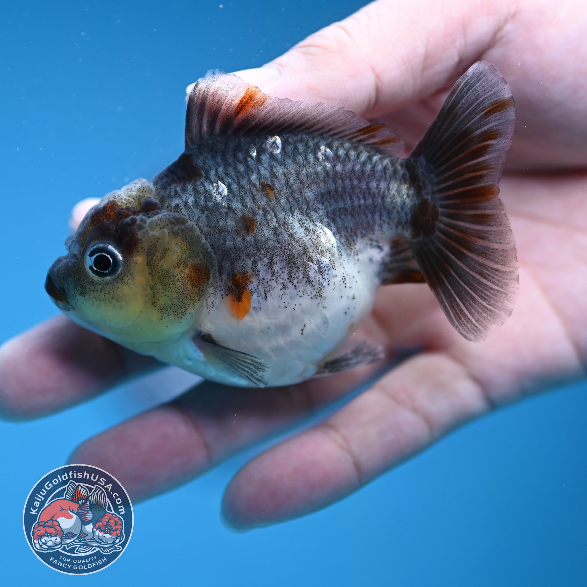 Juvenile Shogun Kirin Oranda 2.8 inch Body (251121_OR25)