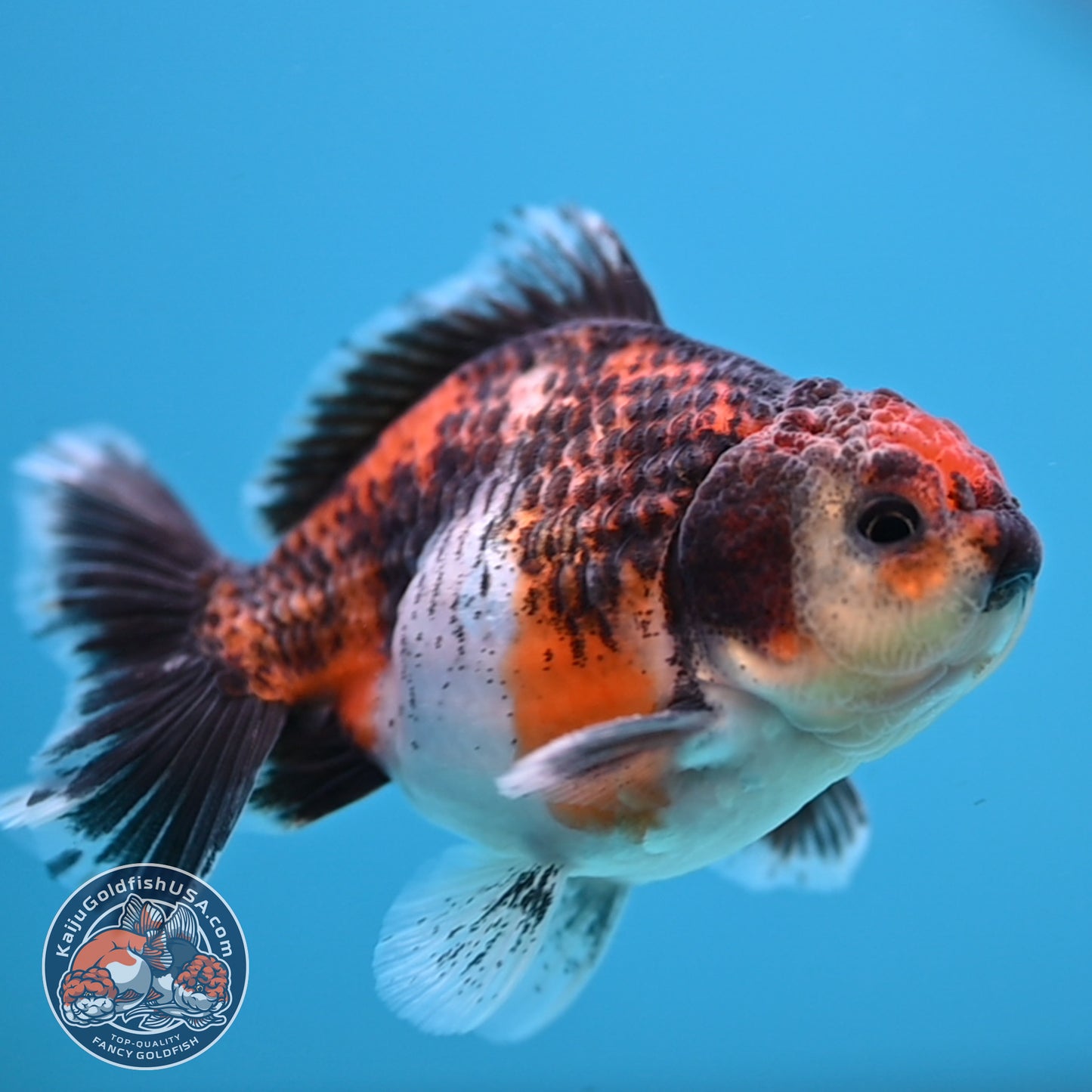 Juvenile Shogun Kirin Oranda 3 inch Body (251107_OR08)