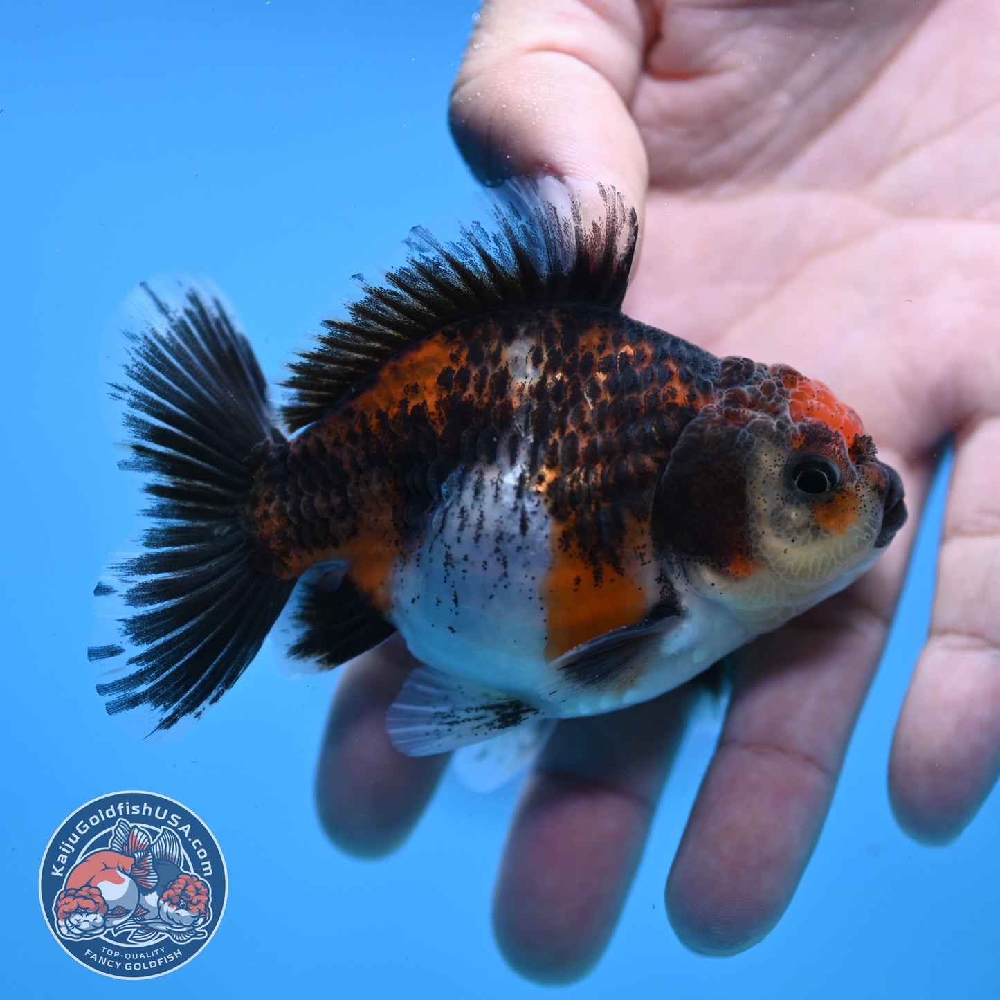 Juvenile Shogun Kirin Oranda 3 inch Body (251107_OR08)