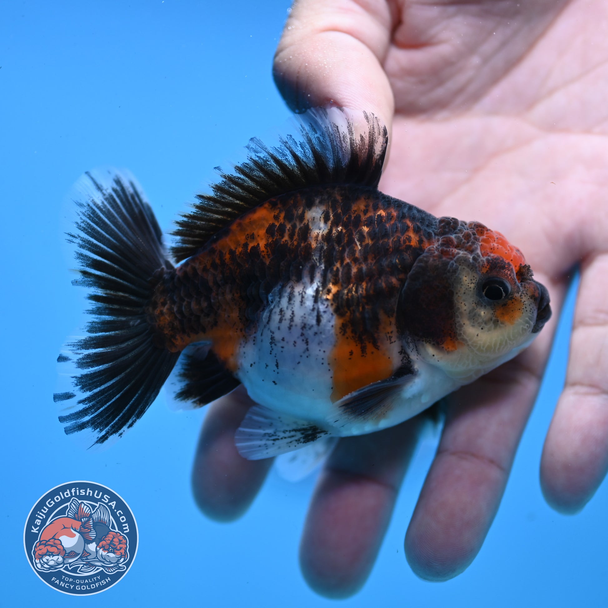 Juvenile Shogun Kirin Oranda 3 inch Body (251107_OR08)