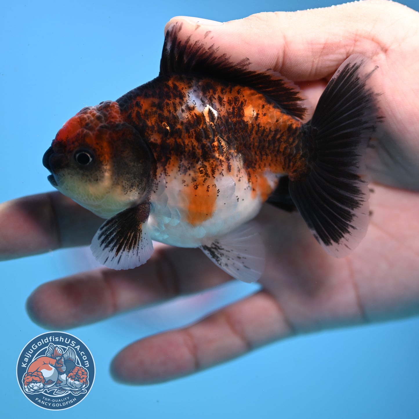 Juvenile Shogun Kirin Oranda 3 inch Body (251107_OR08)