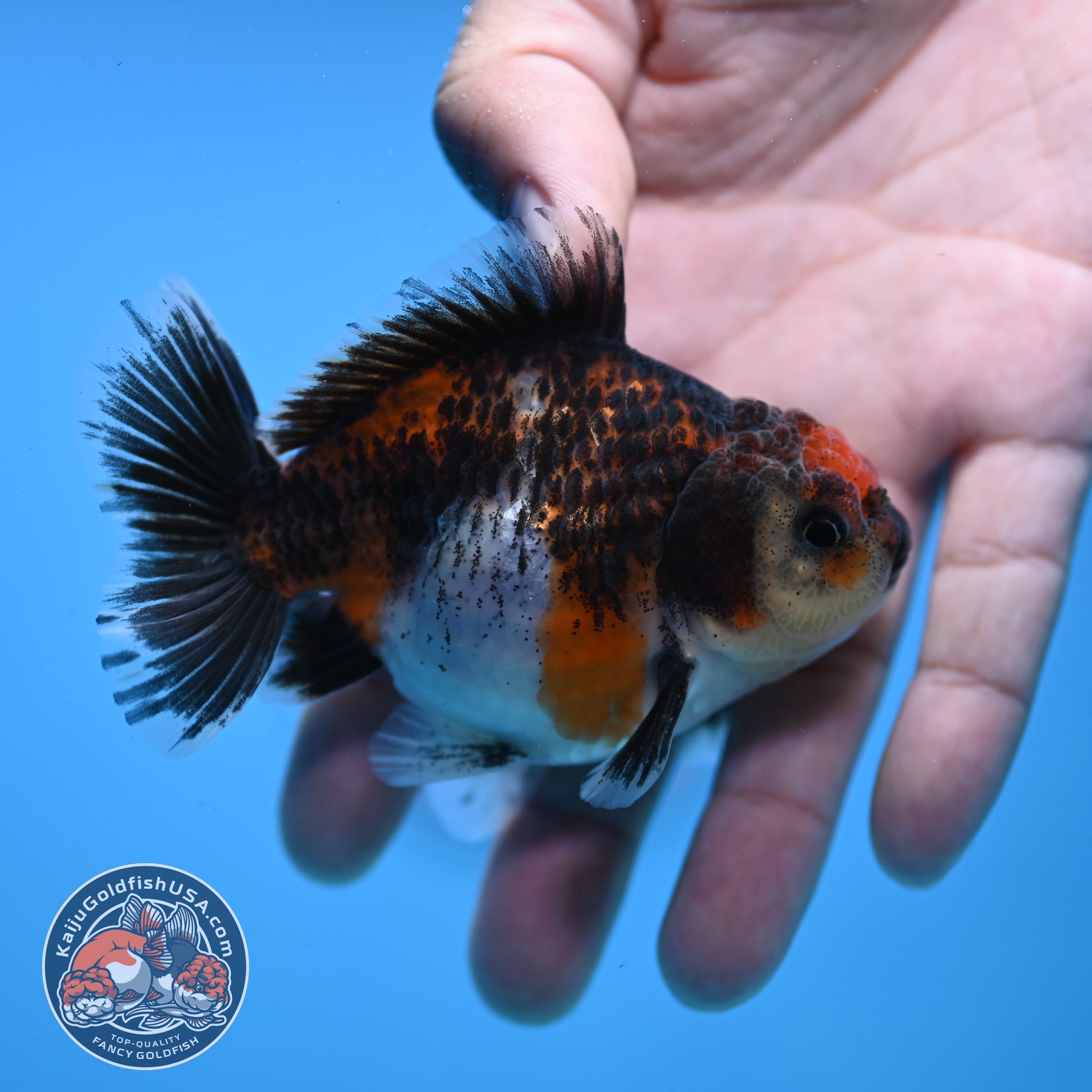 Juvenile Shogun Kirin Oranda 3 inch Body (251107_OR08)